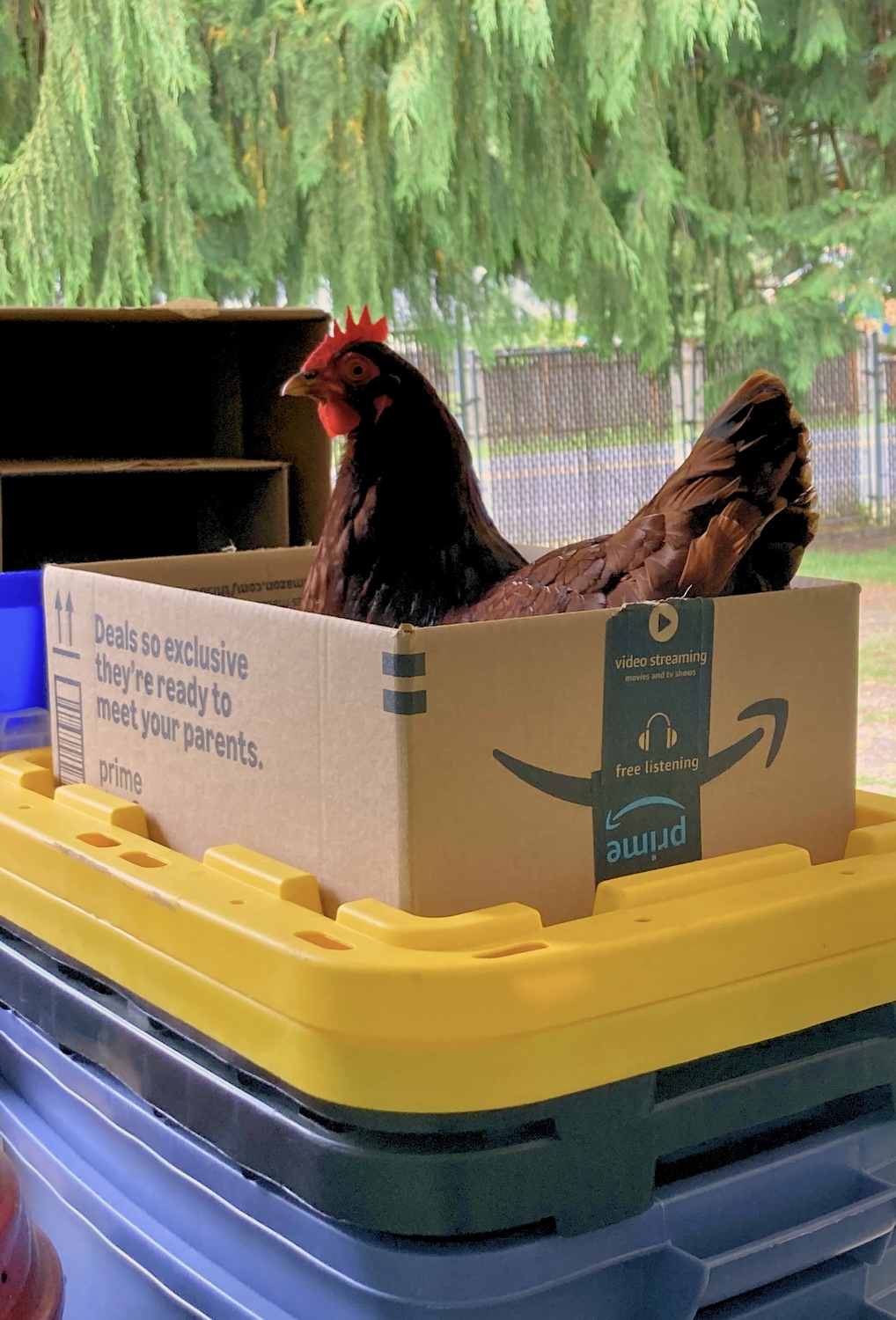 Some Poultry Are Red 6.jpg