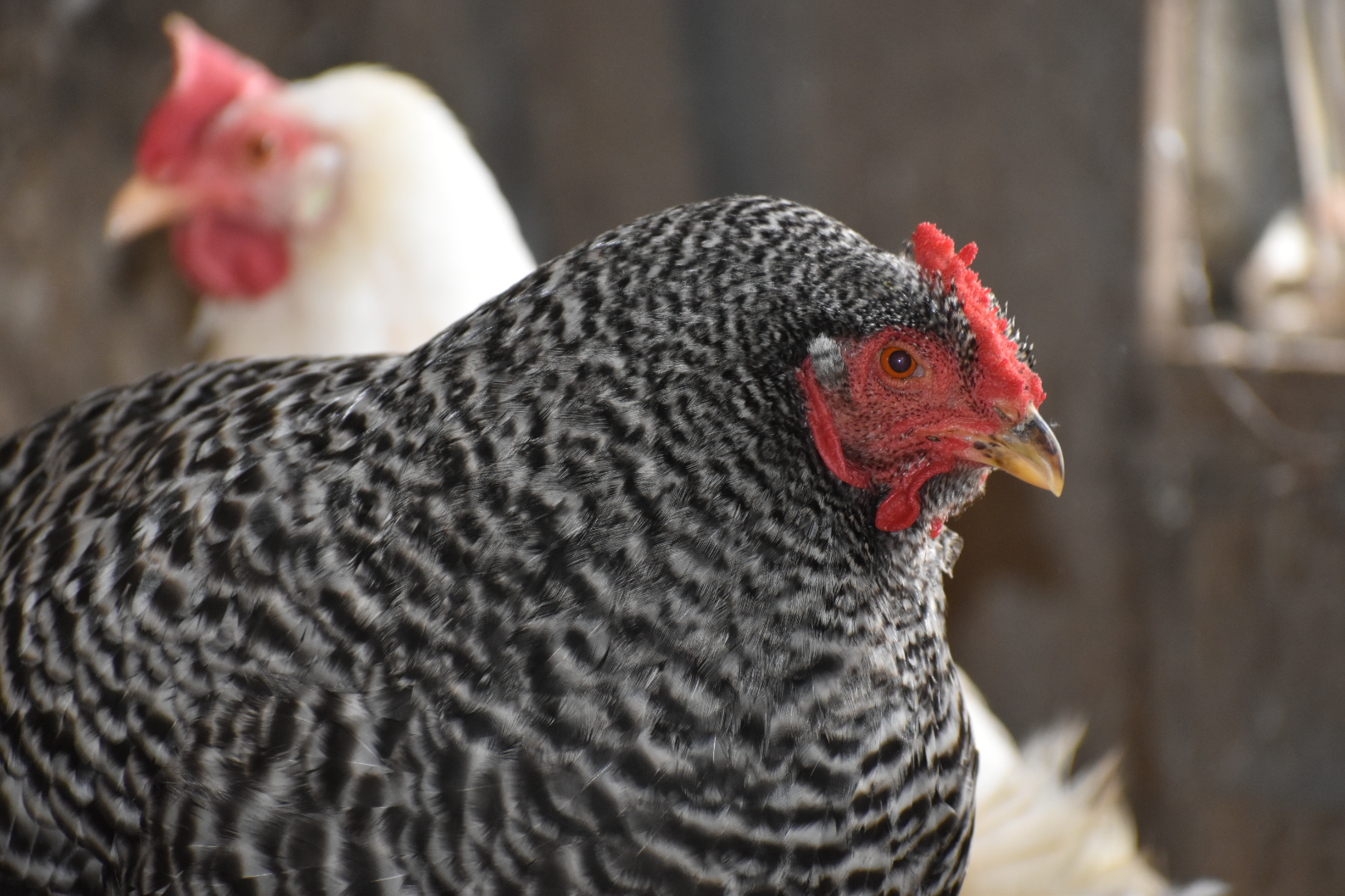 Some Poultry Are Red 61.jpg
