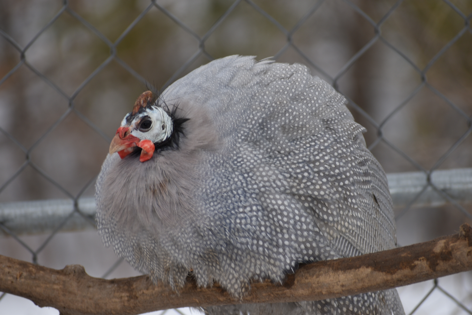 Some Poultry Are Red 63.jpg