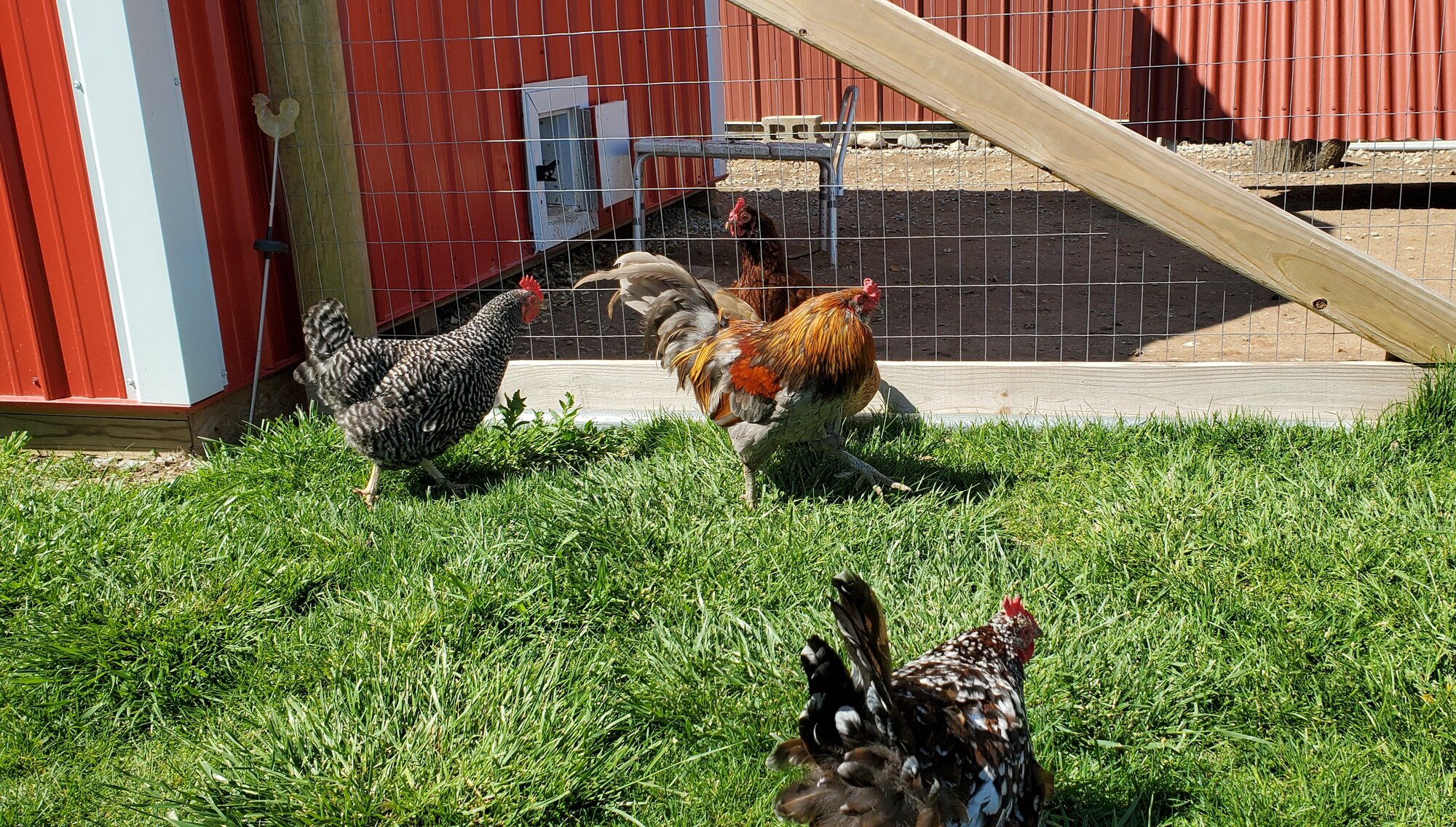 Some Poultry Are Red 67.jpg
