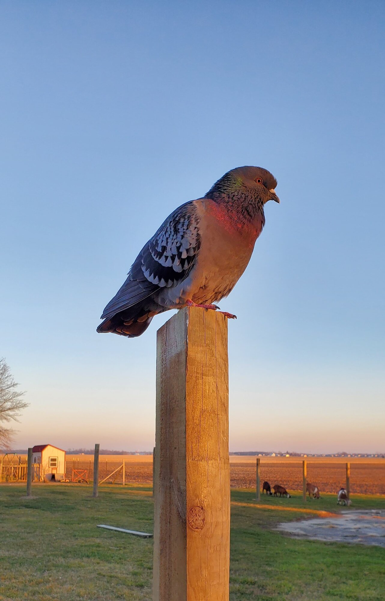 Some Poultry Are Red 68.jpg