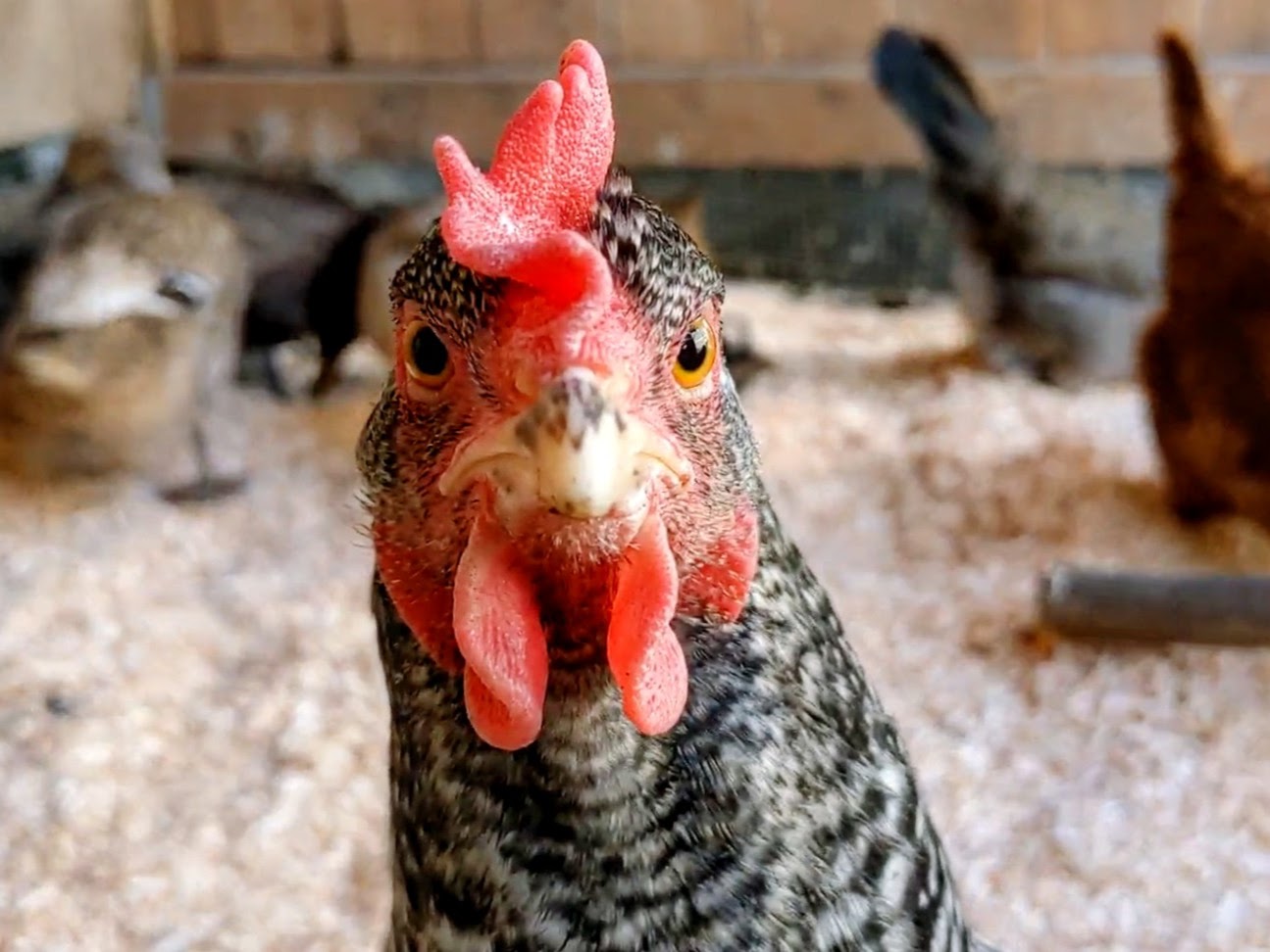 Some Poultry Are Red 69.jpg