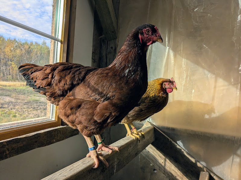 Some Poultry Are Red 7.png