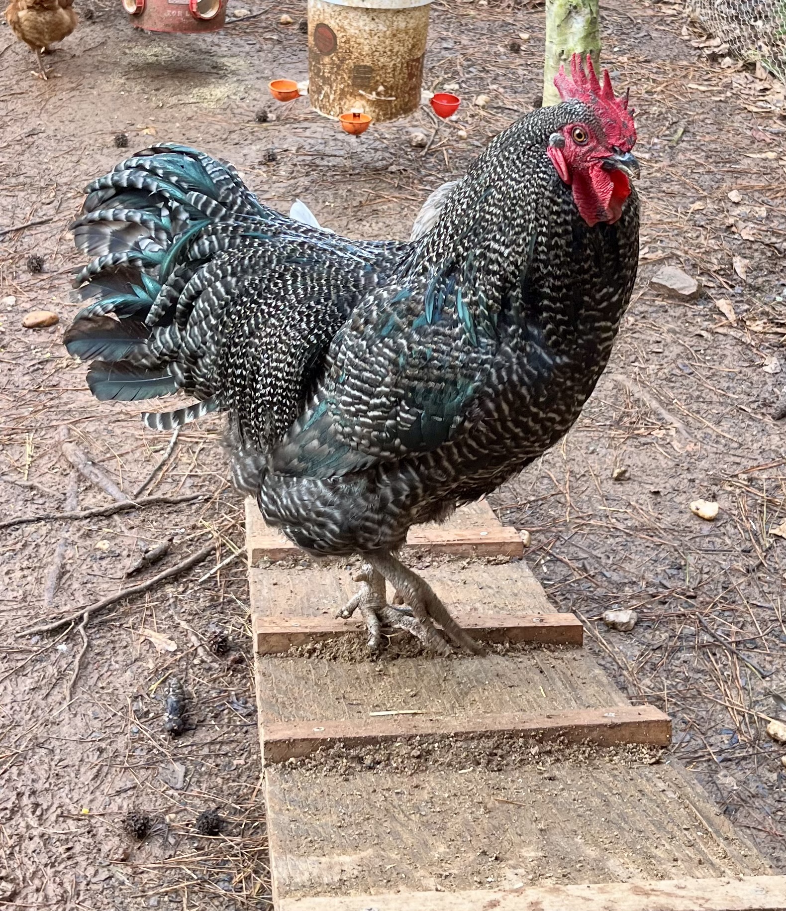 Some Poultry Are Red 70.jpg