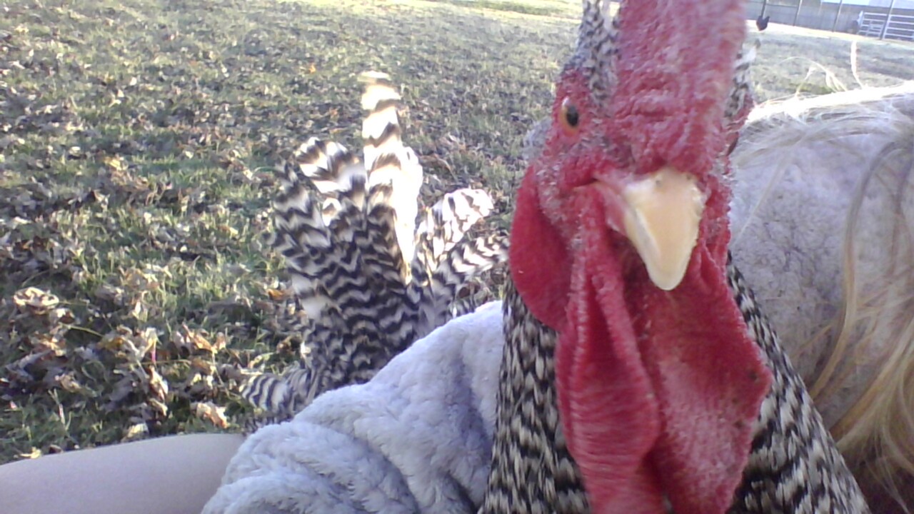 Some Poultry Are Red 71.jpg