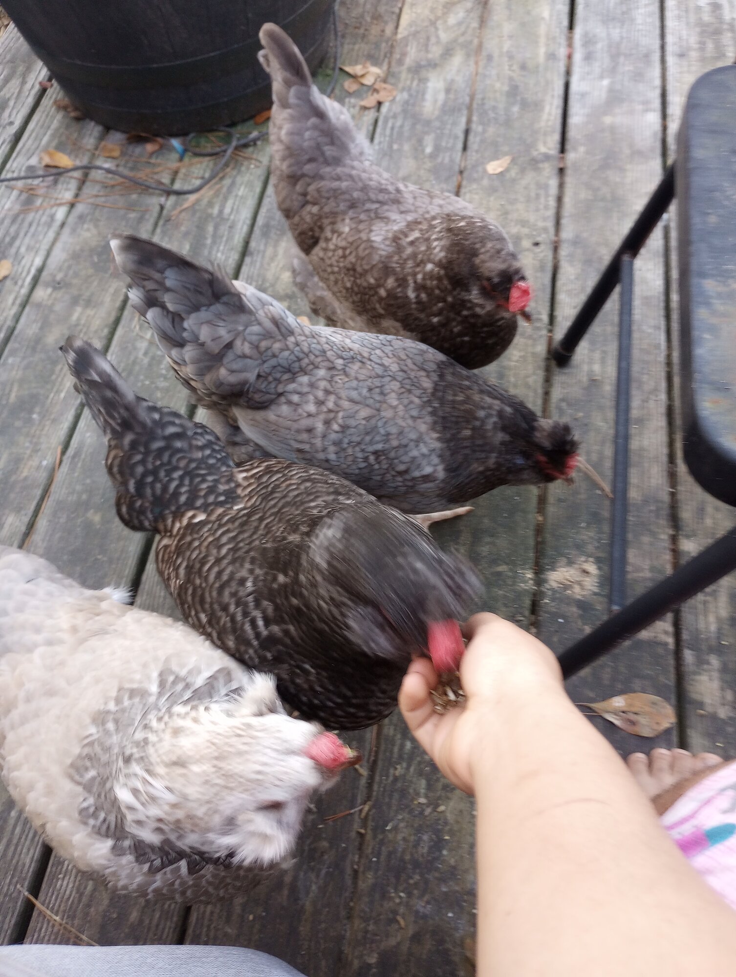Some Poultry Are Red 72.jpg