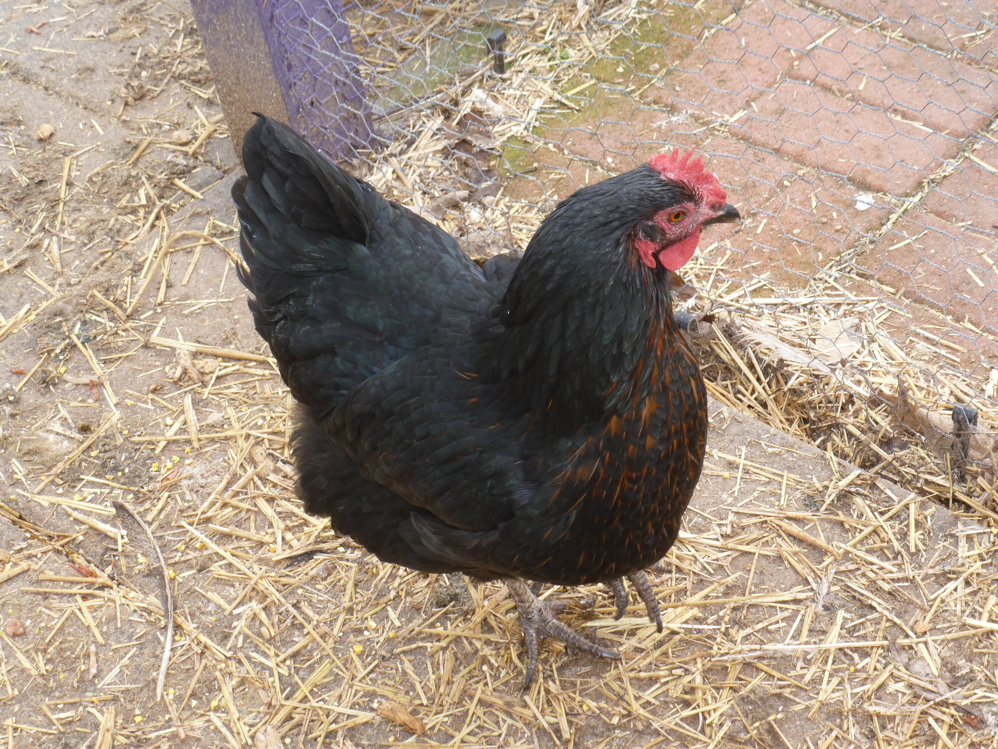 Some Poultry Are Red 74.jpg