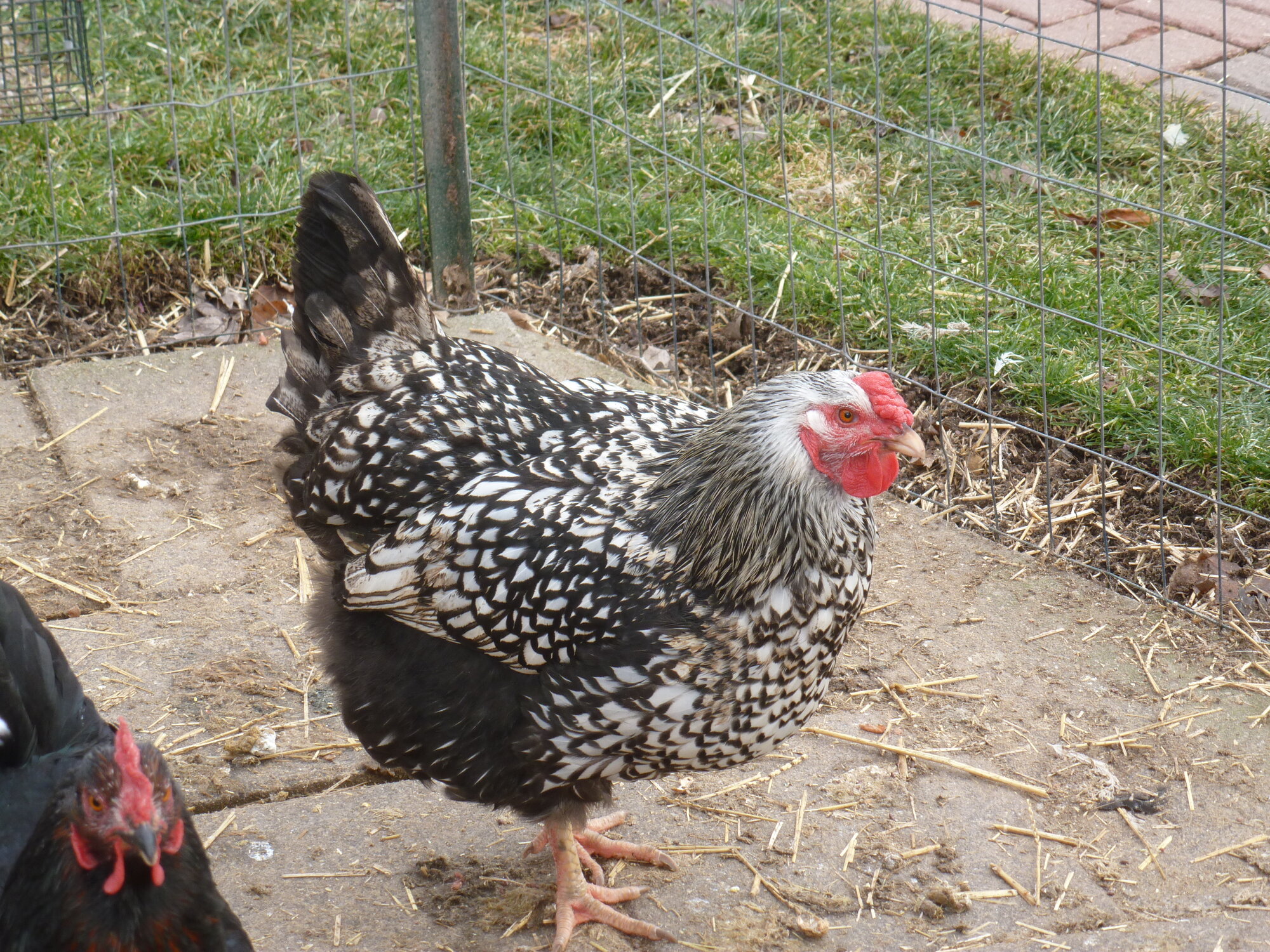 Some Poultry Are Red 75.jpg