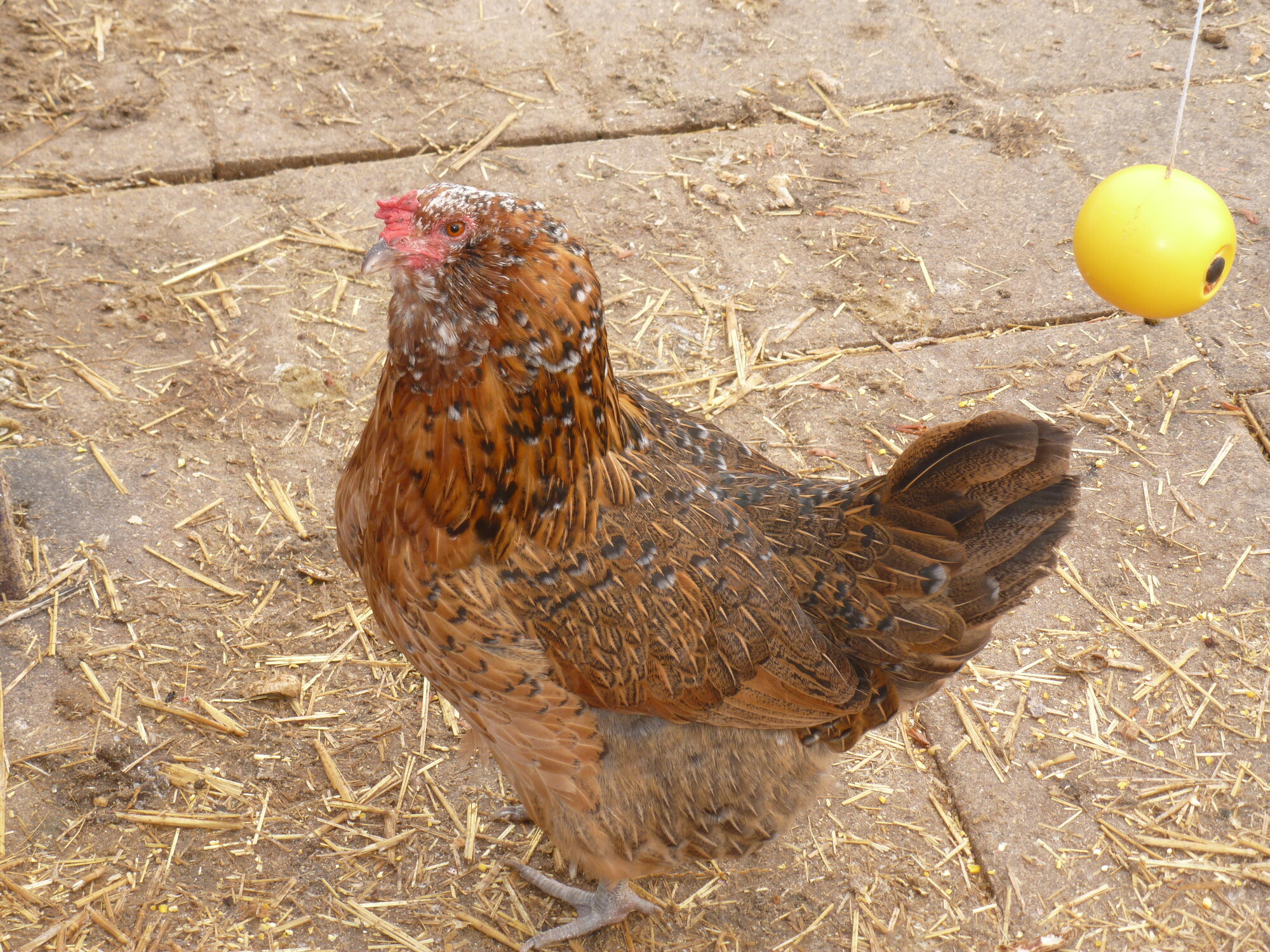 Some Poultry Are Red 76.jpg