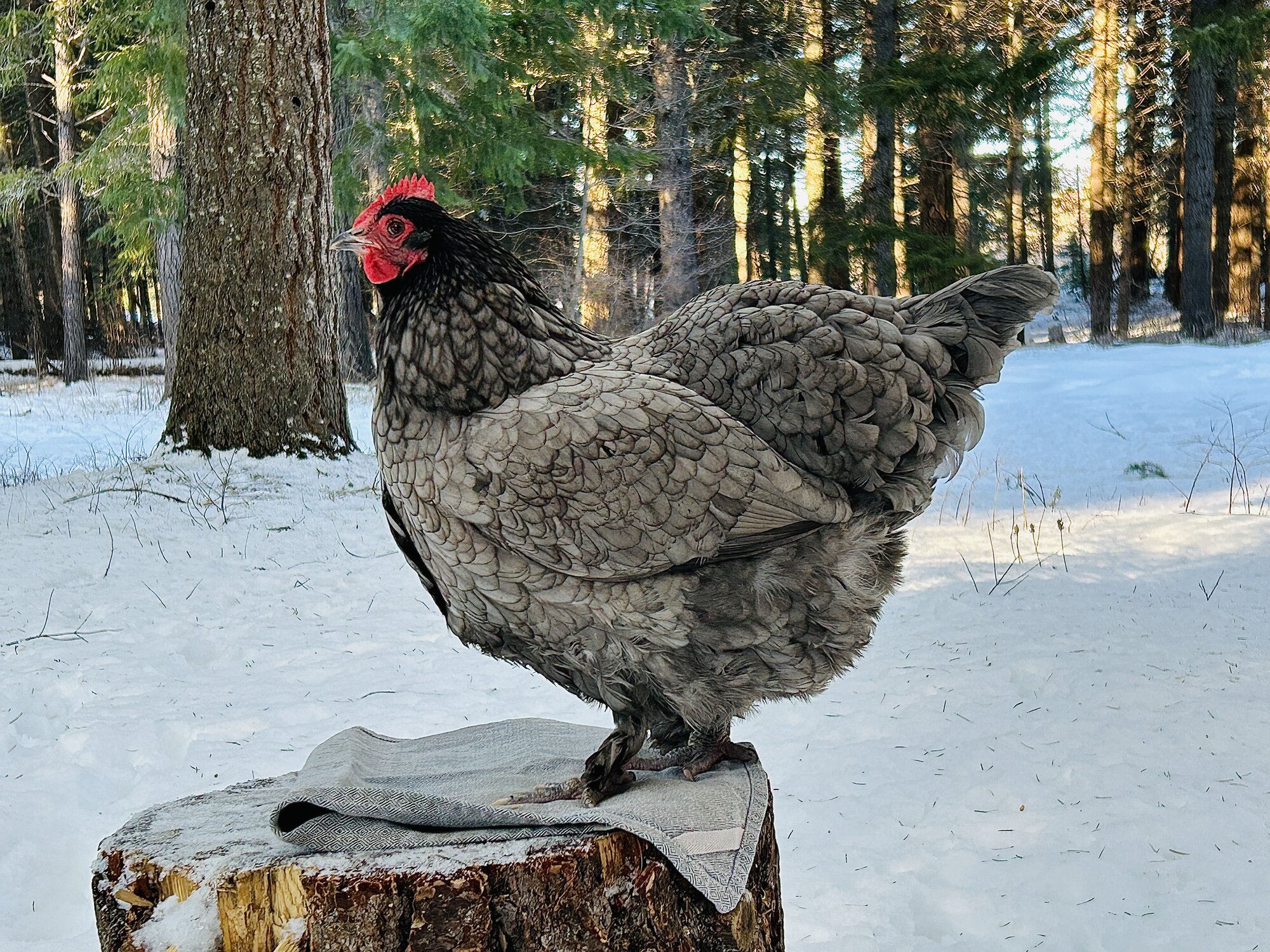 Some Poultry Are Red 79.jpg