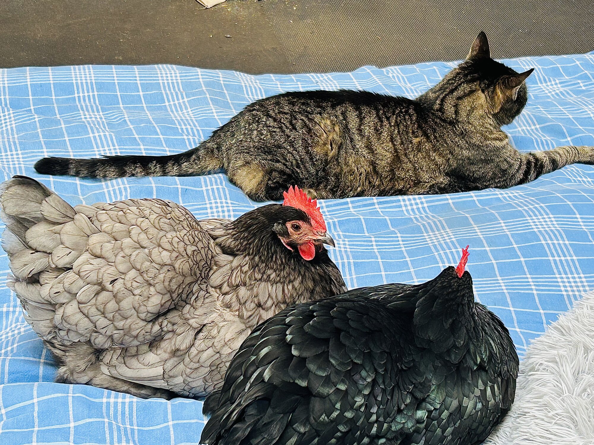Some Poultry Are Red 80.jpg