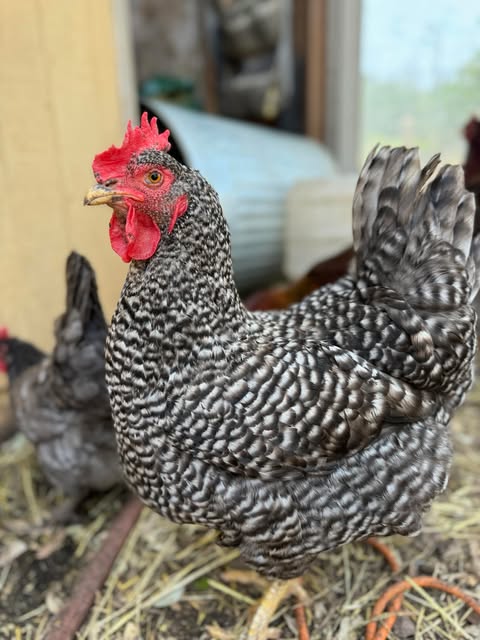 Some Poultry Are Red 82.jpg