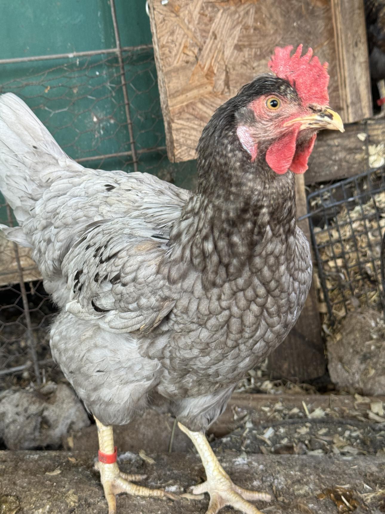 Some Poultry Are Red 83.jpg