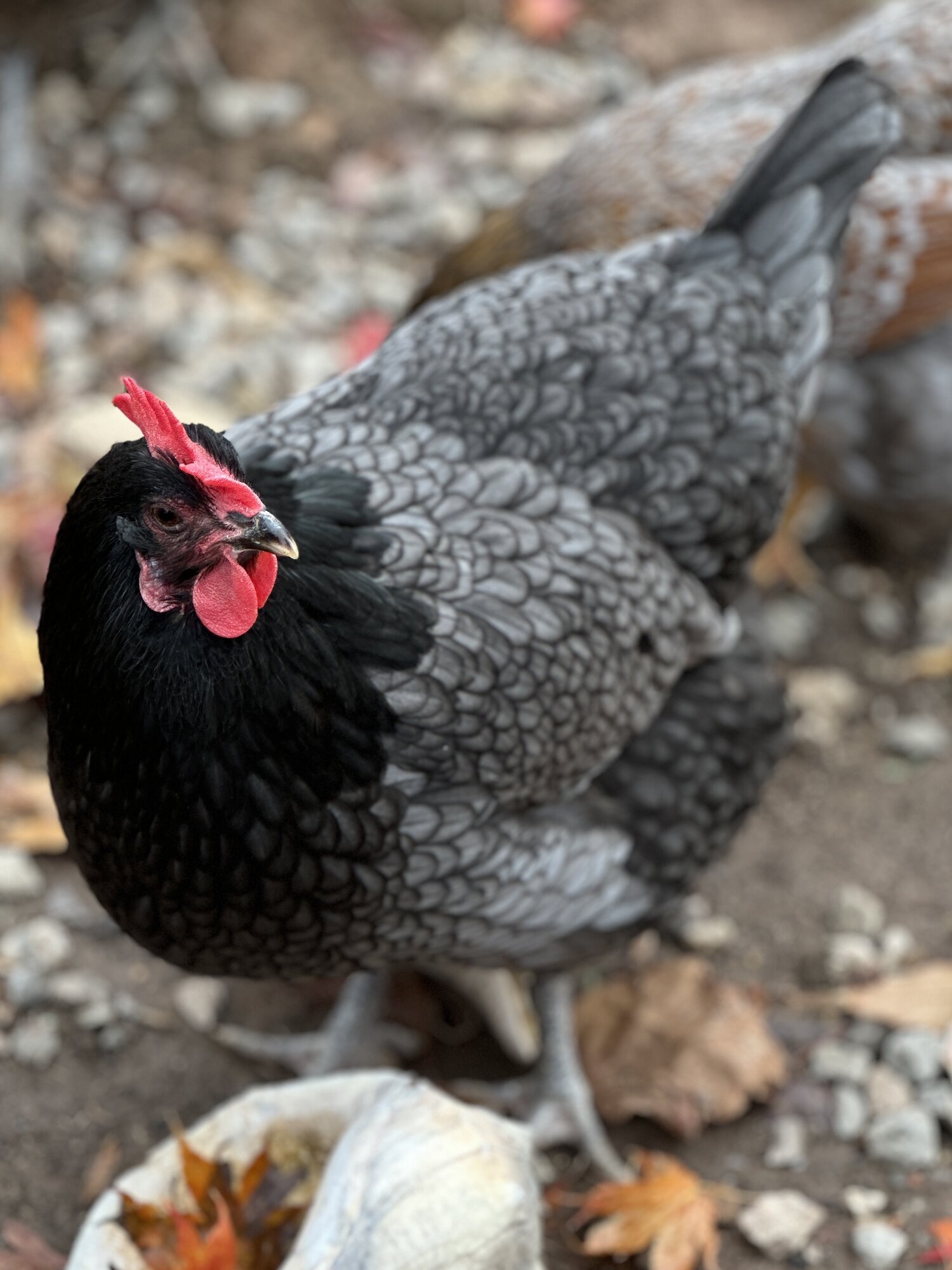 Some Poultry Are Red 86.jpg
