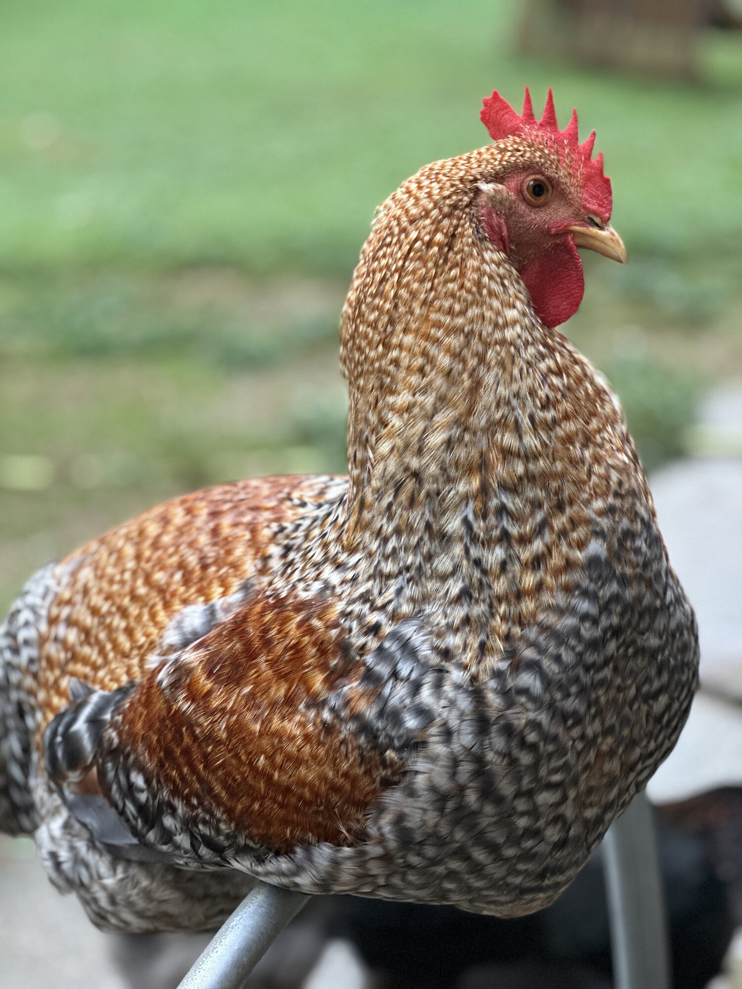 Some Poultry Are Red 87.jpg