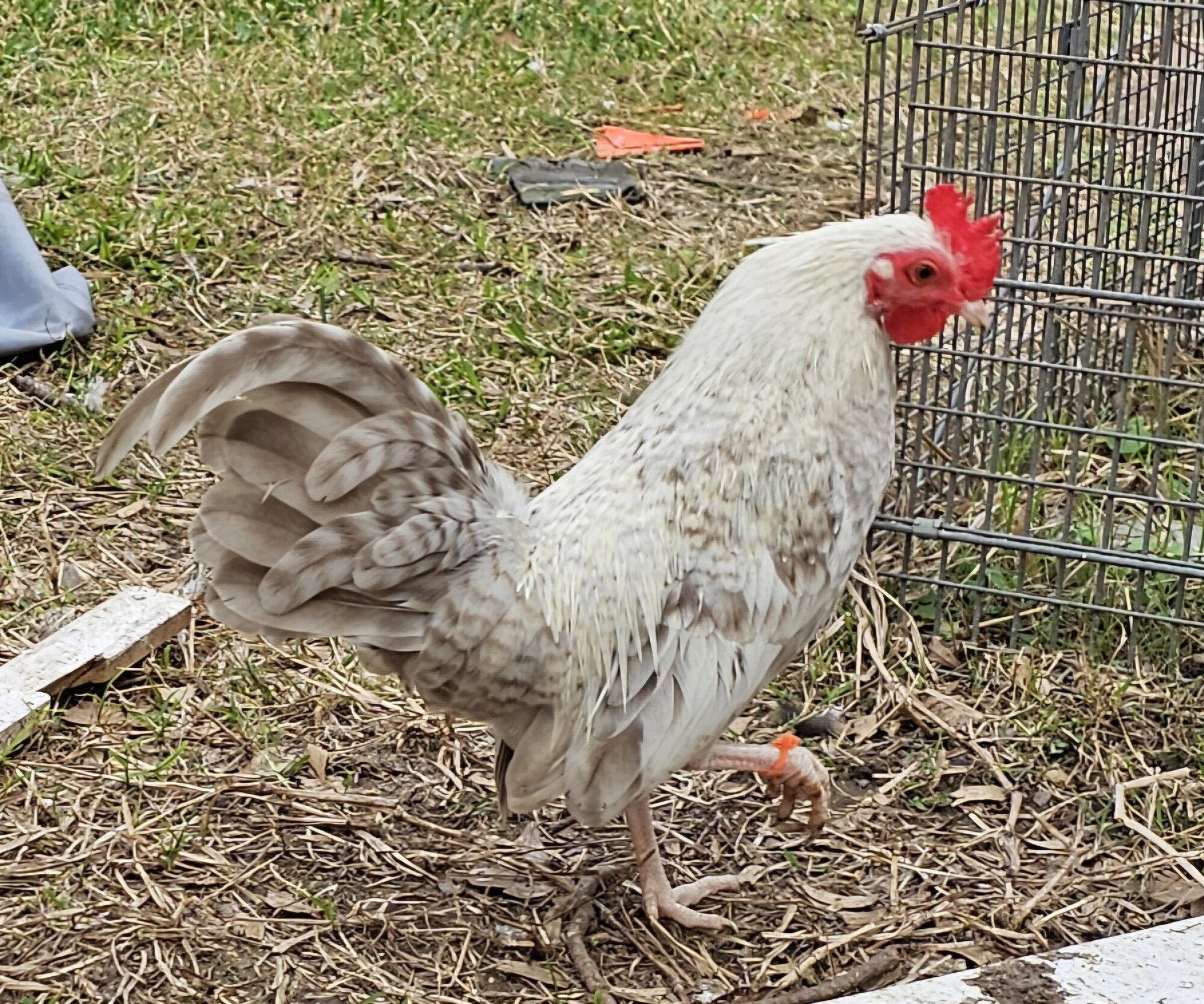 Some Poultry Are Red 88.jpg