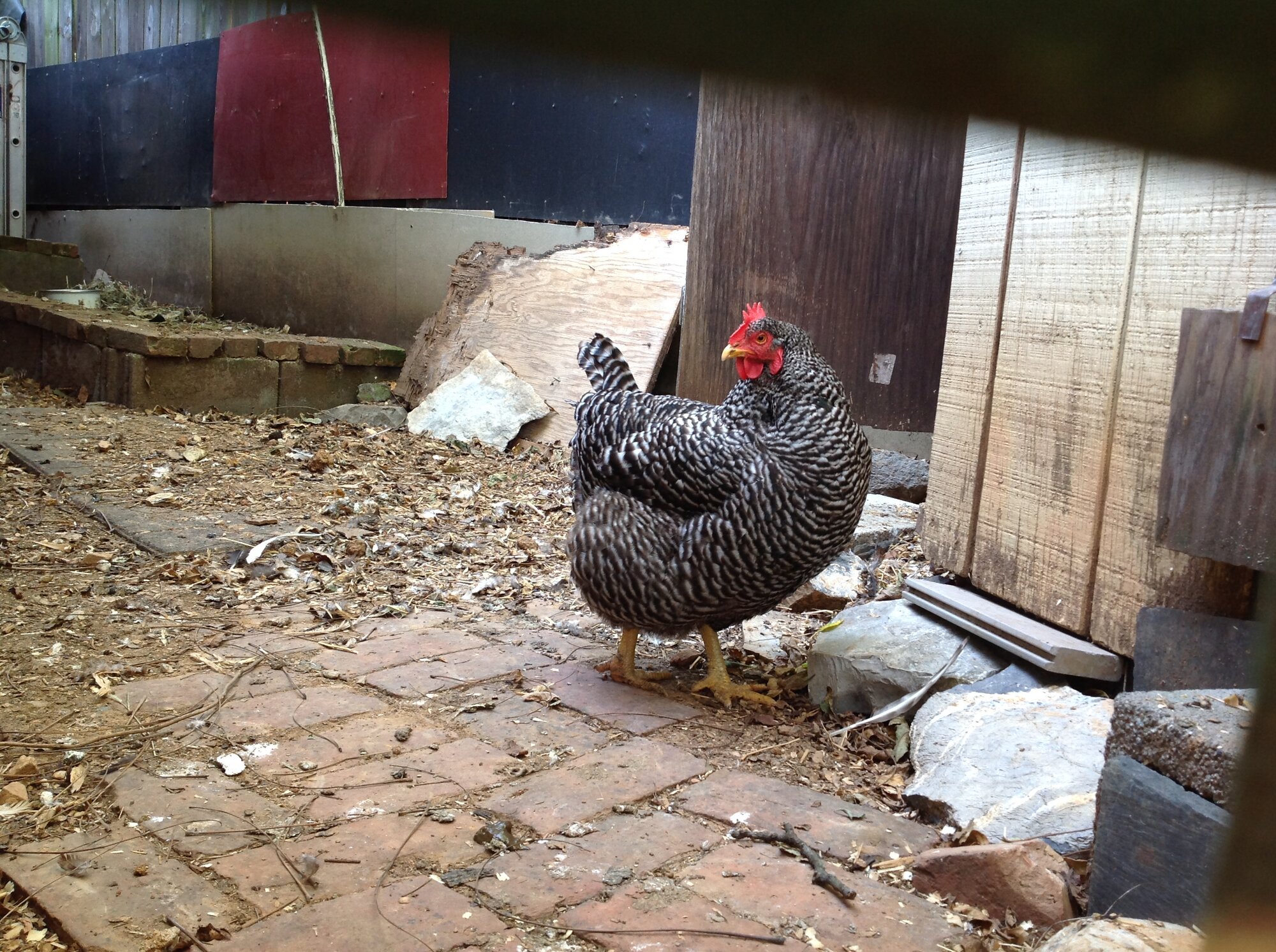 Some Poultry Are Red 9.jpg