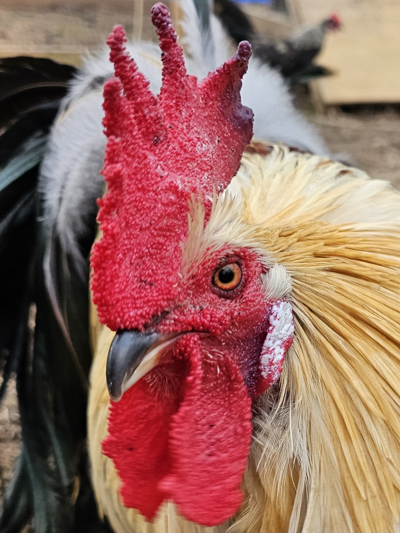 Some Poultry Are Red 91.jpg