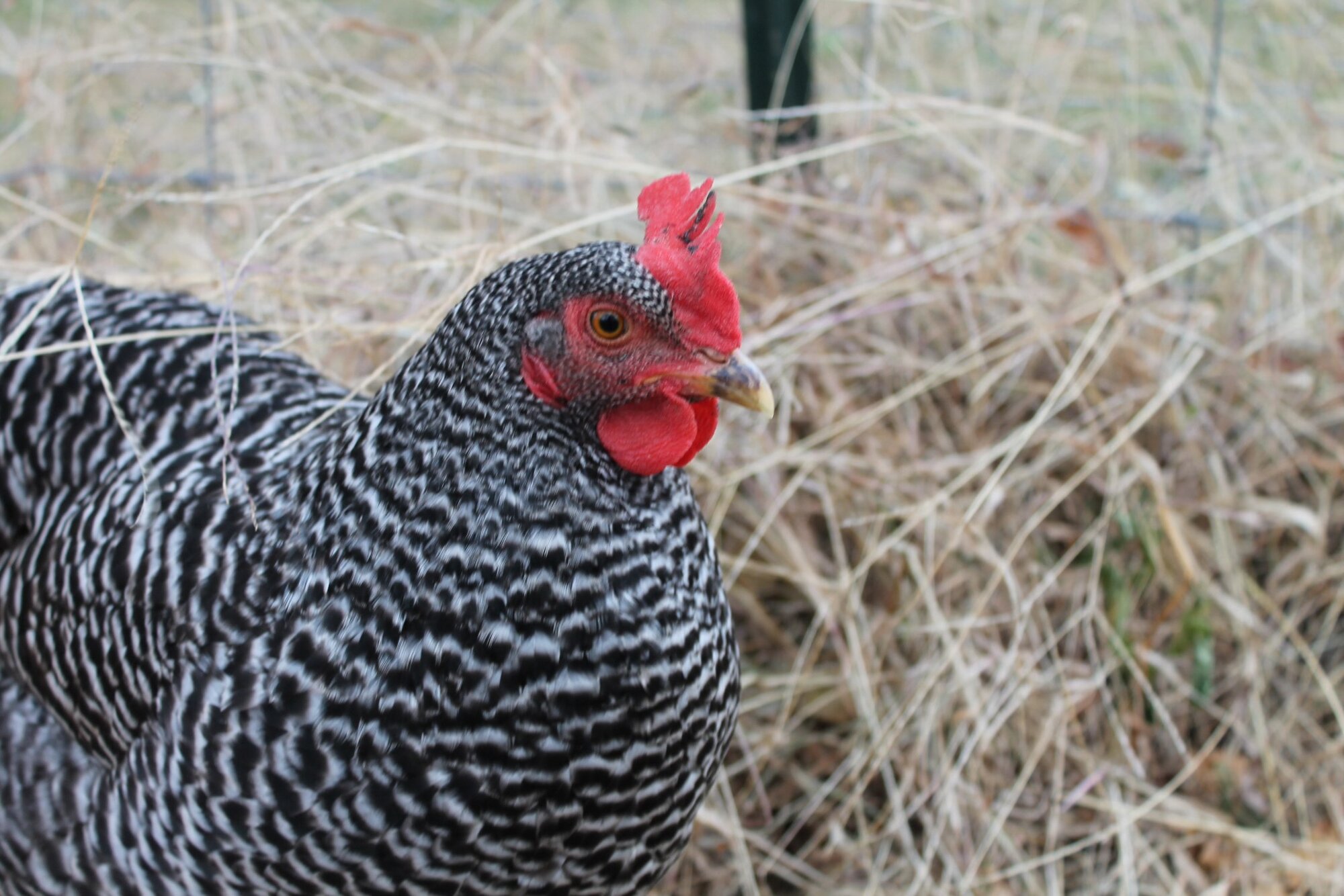 Some Poultry Are Red 92.jpg