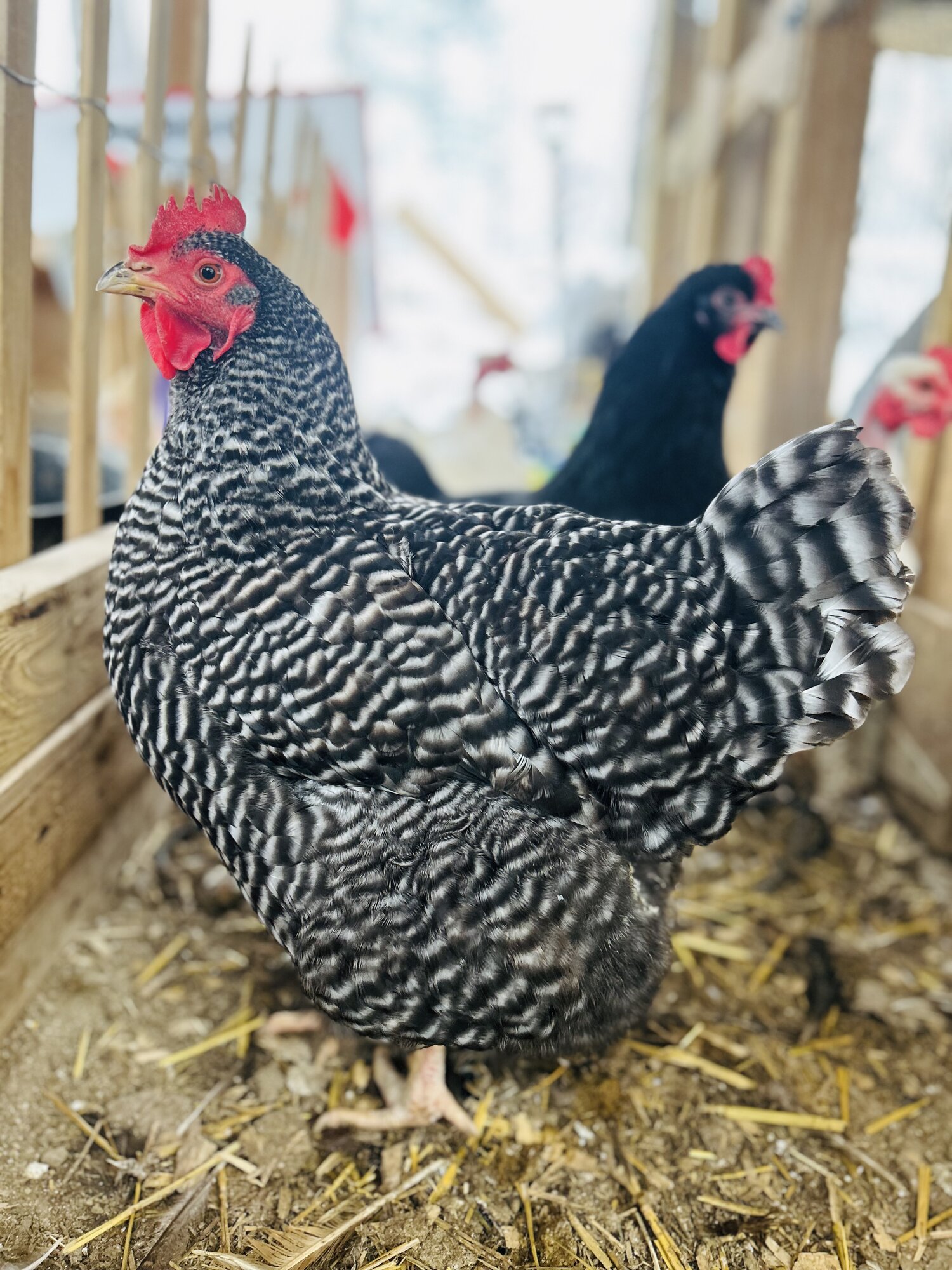 Some Poultry Are Red 94.jpg