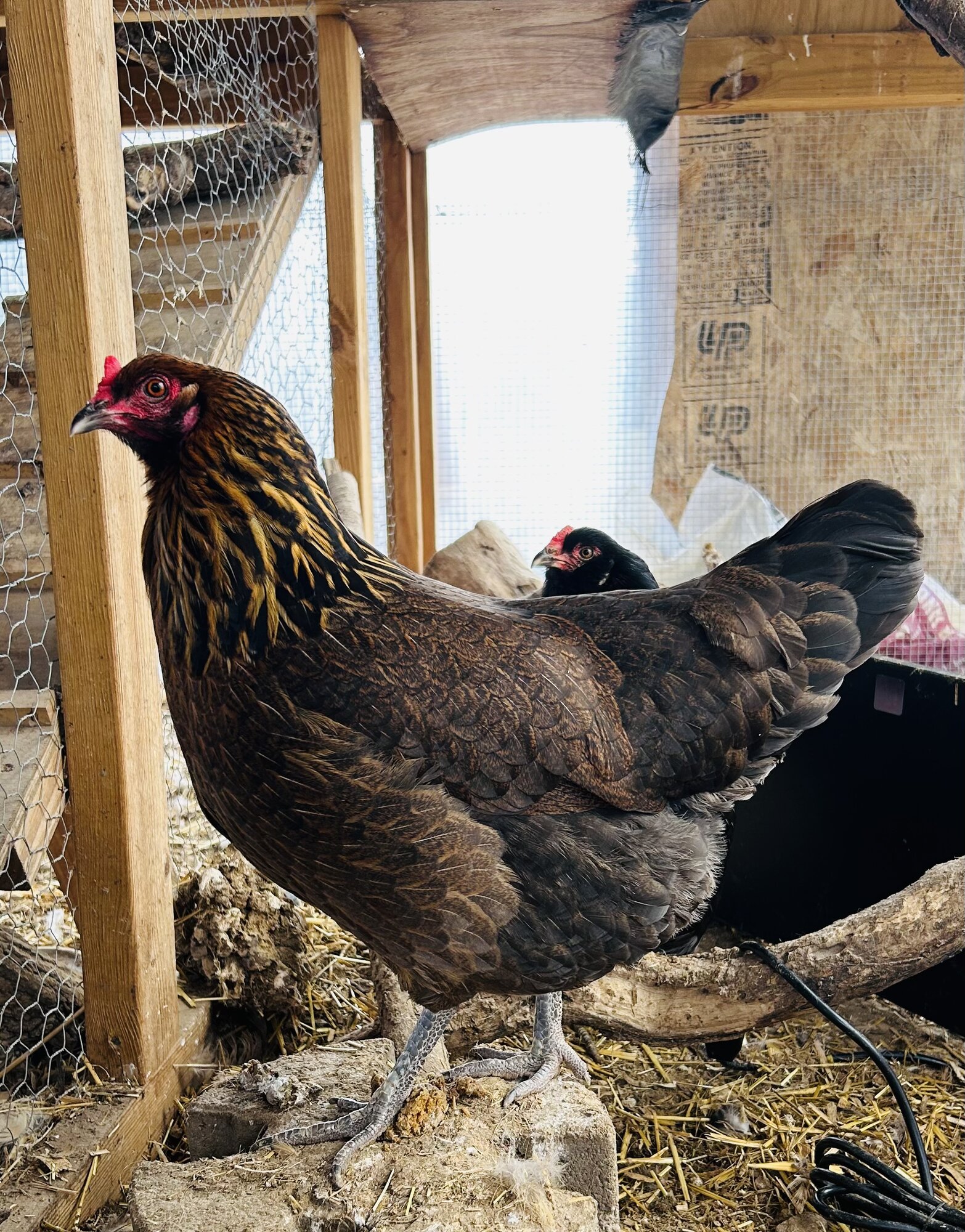 Some Poultry Are Red 95.jpg