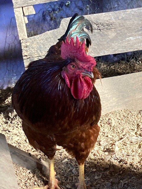 Some Poultry Are Red 96.jpg