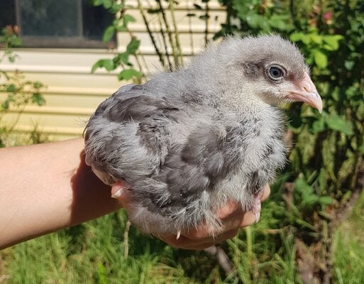 Some Poultry Are Red 97.jpg