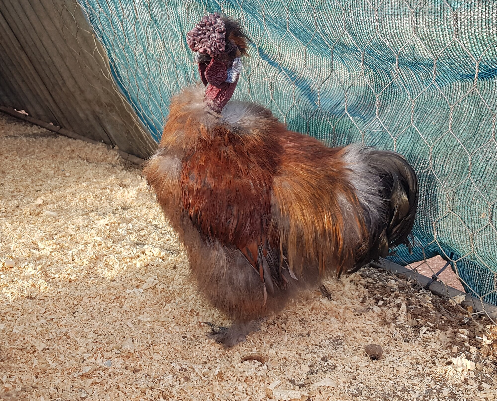 Some Poultry Are Red 98.png