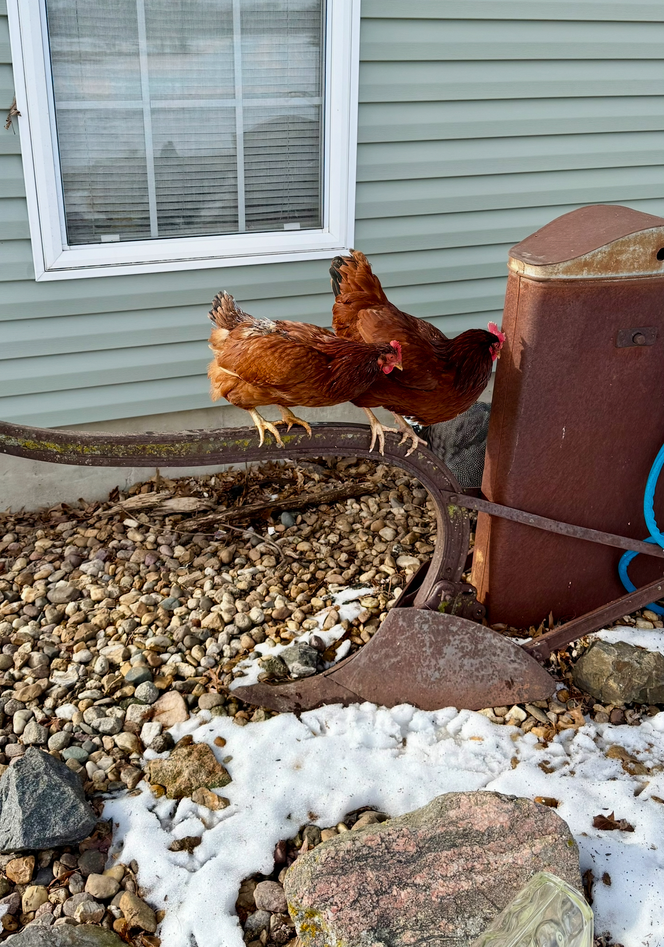 Some Poultry Are Red 99.jpg