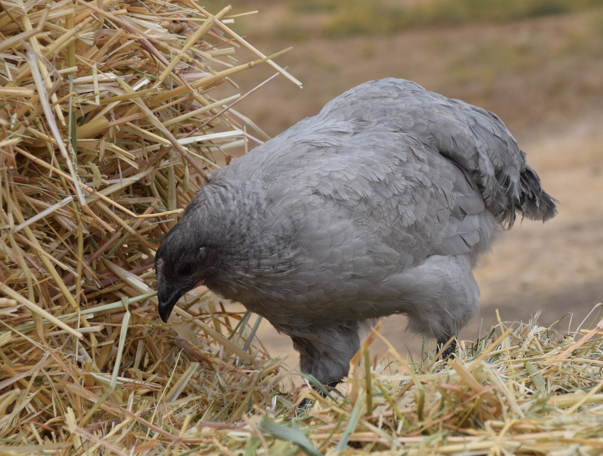 Some Poultry Are Red, Some Are Blue, But Let's Not Forget, They Can Be Barred Too! 1.jpg