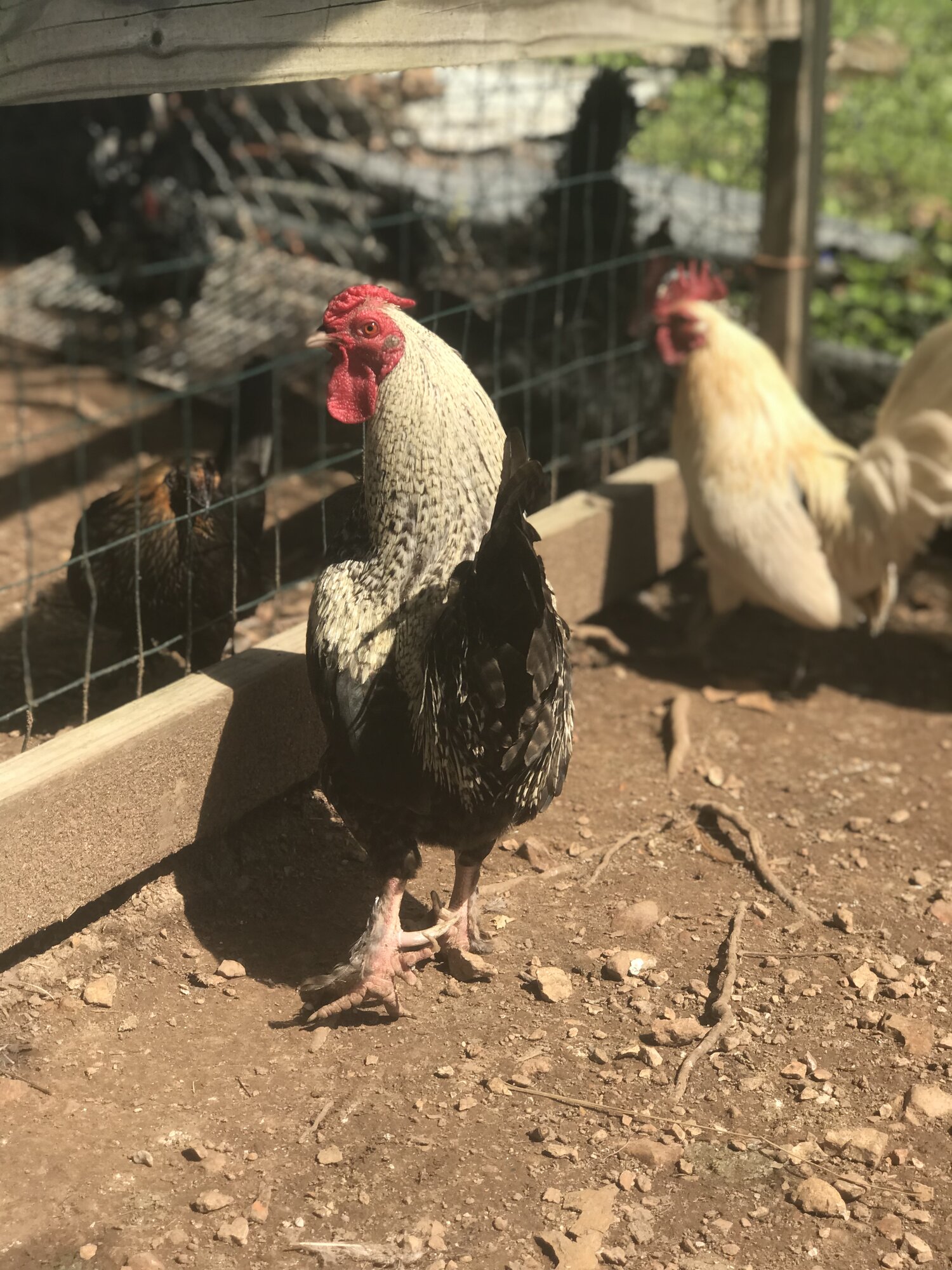 Some Poultry Are Red, Some Are Blue, But Let's Not Forget, They Can Be Barred Too! 10.jpg