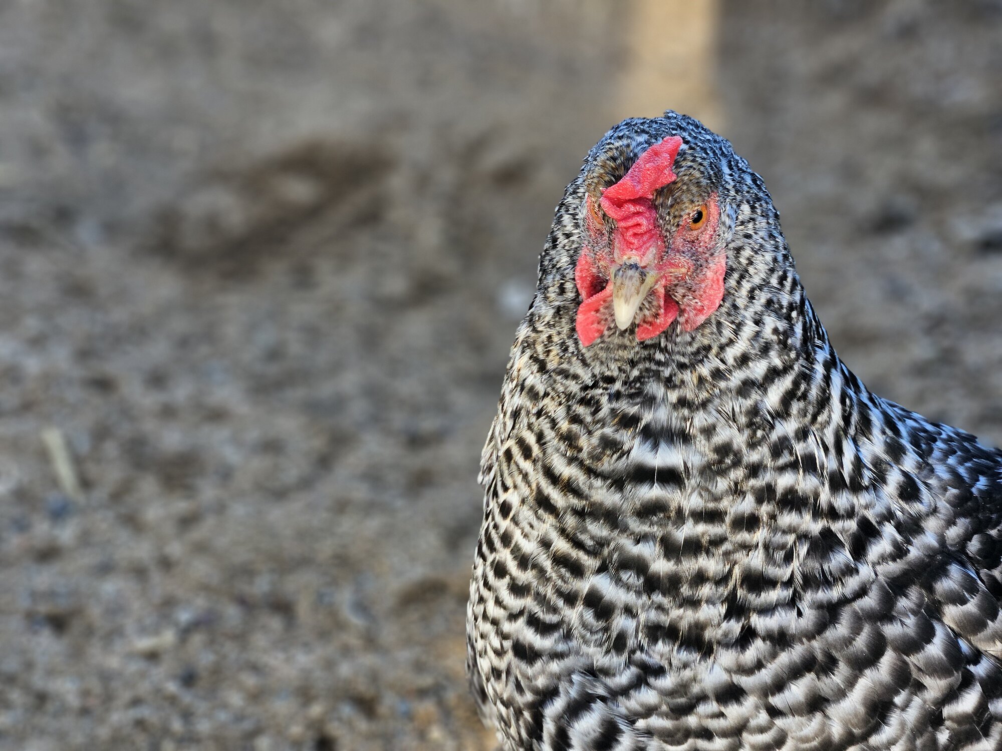 Some Poultry Are Red, Some Are Blue, But Let's Not Forget, They Can Be Barred Too! 100.jpg