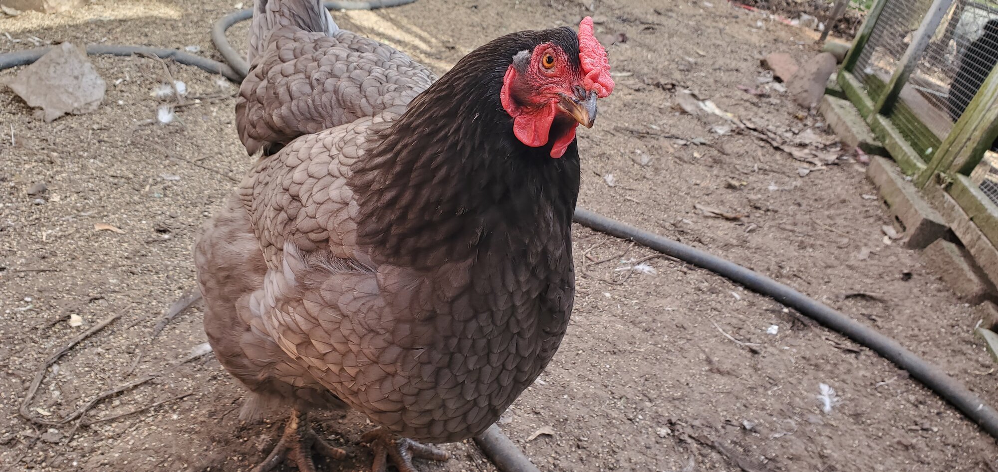 Some Poultry Are Red, Some Are Blue, But Let's Not Forget, They Can Be Barred Too! 101.jpg