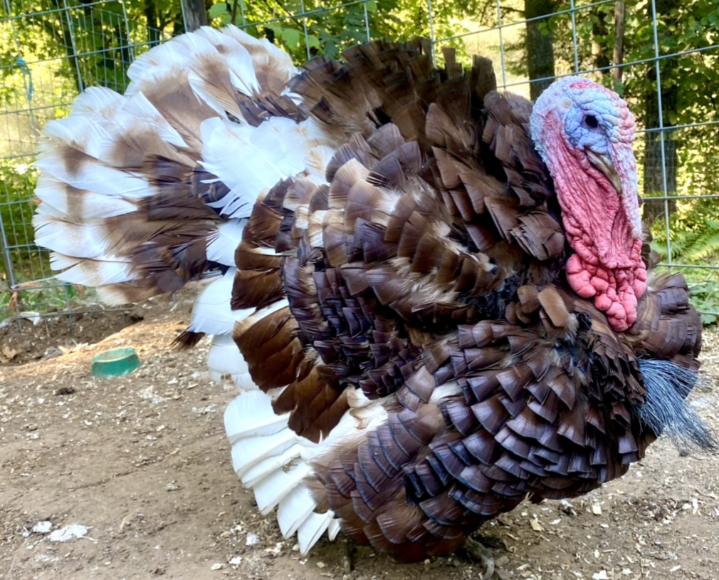 Some Poultry Are Red, Some Are Blue, But Let's Not Forget, They Can Be Barred Too! 102.jpg