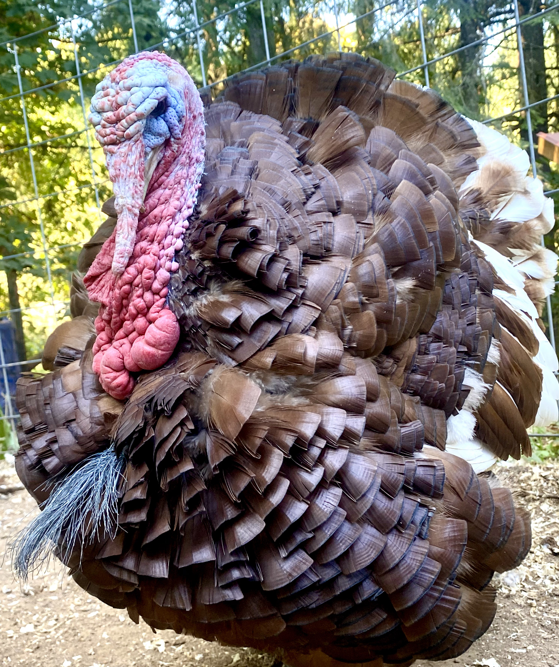 Some Poultry Are Red, Some Are Blue, But Let's Not Forget, They Can Be Barred Too! 103.jpg
