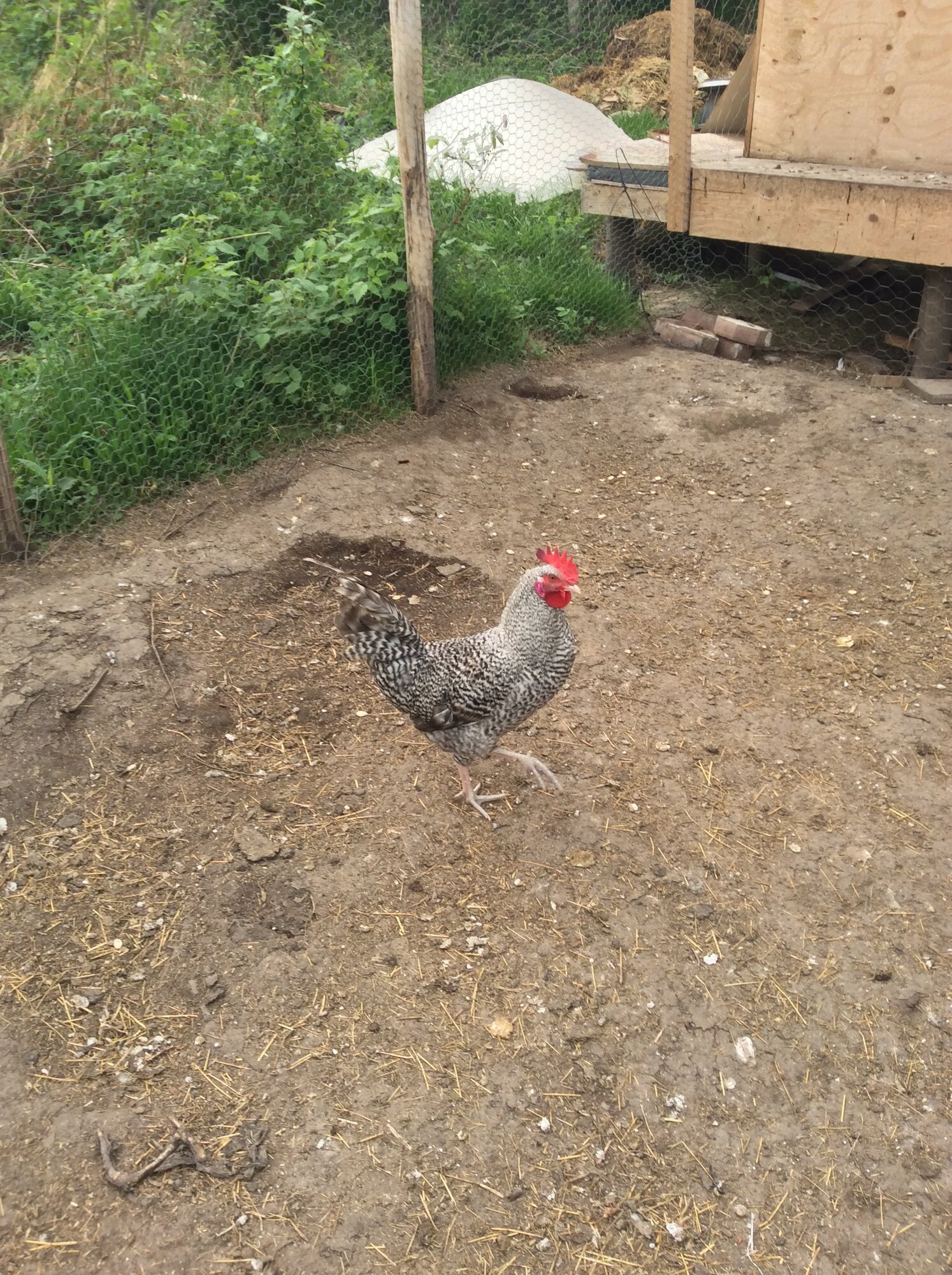 Some Poultry Are Red, Some Are Blue, But Let's Not Forget, They Can Be Barred Too! 105.jpg