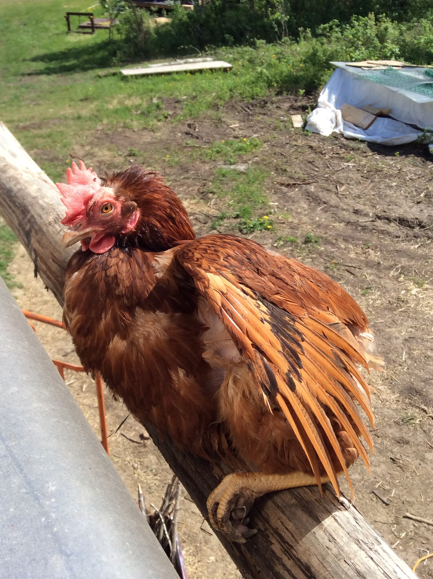 Some Poultry Are Red, Some Are Blue, But Let's Not Forget, They Can Be Barred Too! 106.jpg