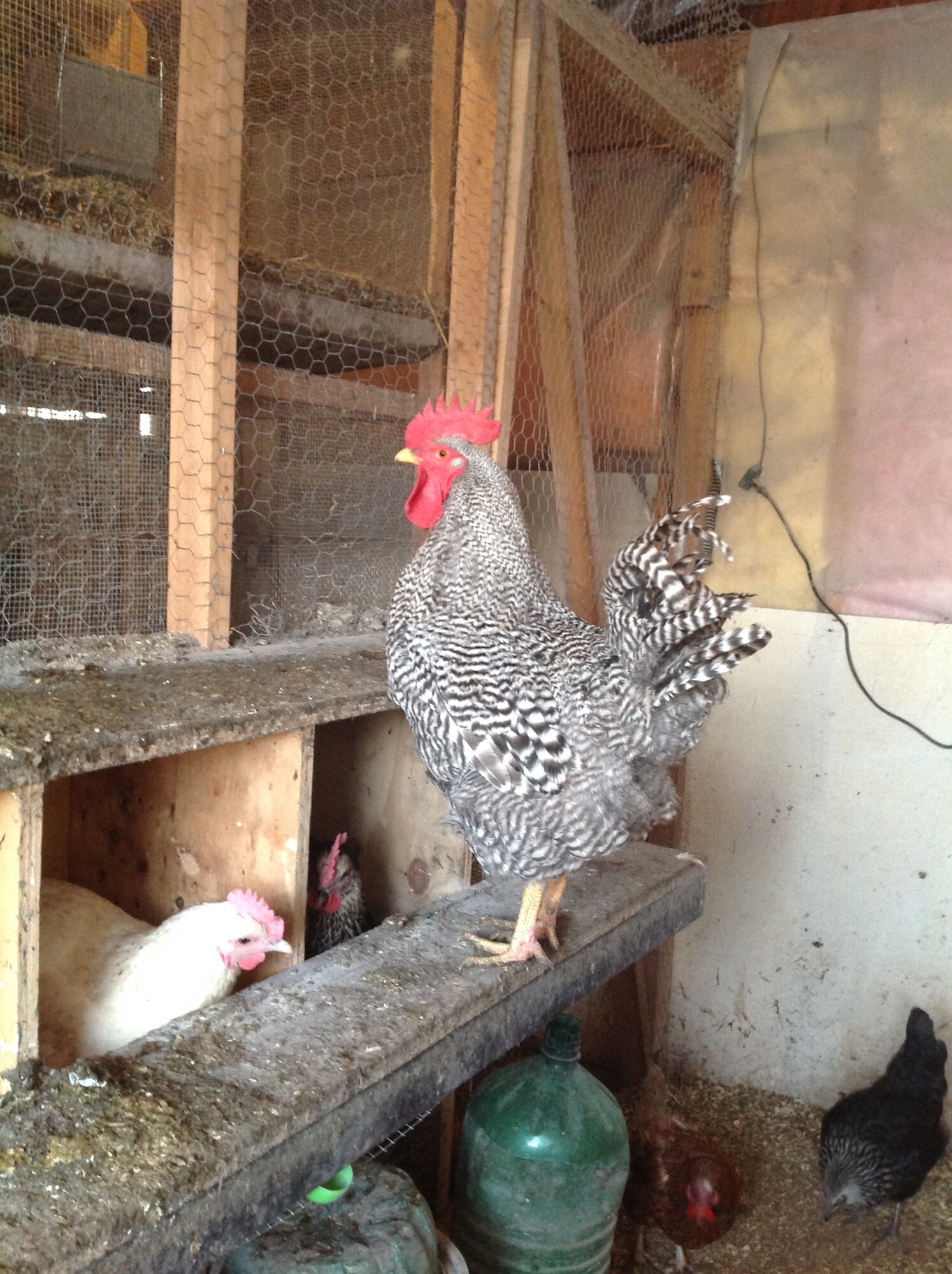 Some Poultry Are Red, Some Are Blue, But Let's Not Forget, They Can Be Barred Too! 107.jpg