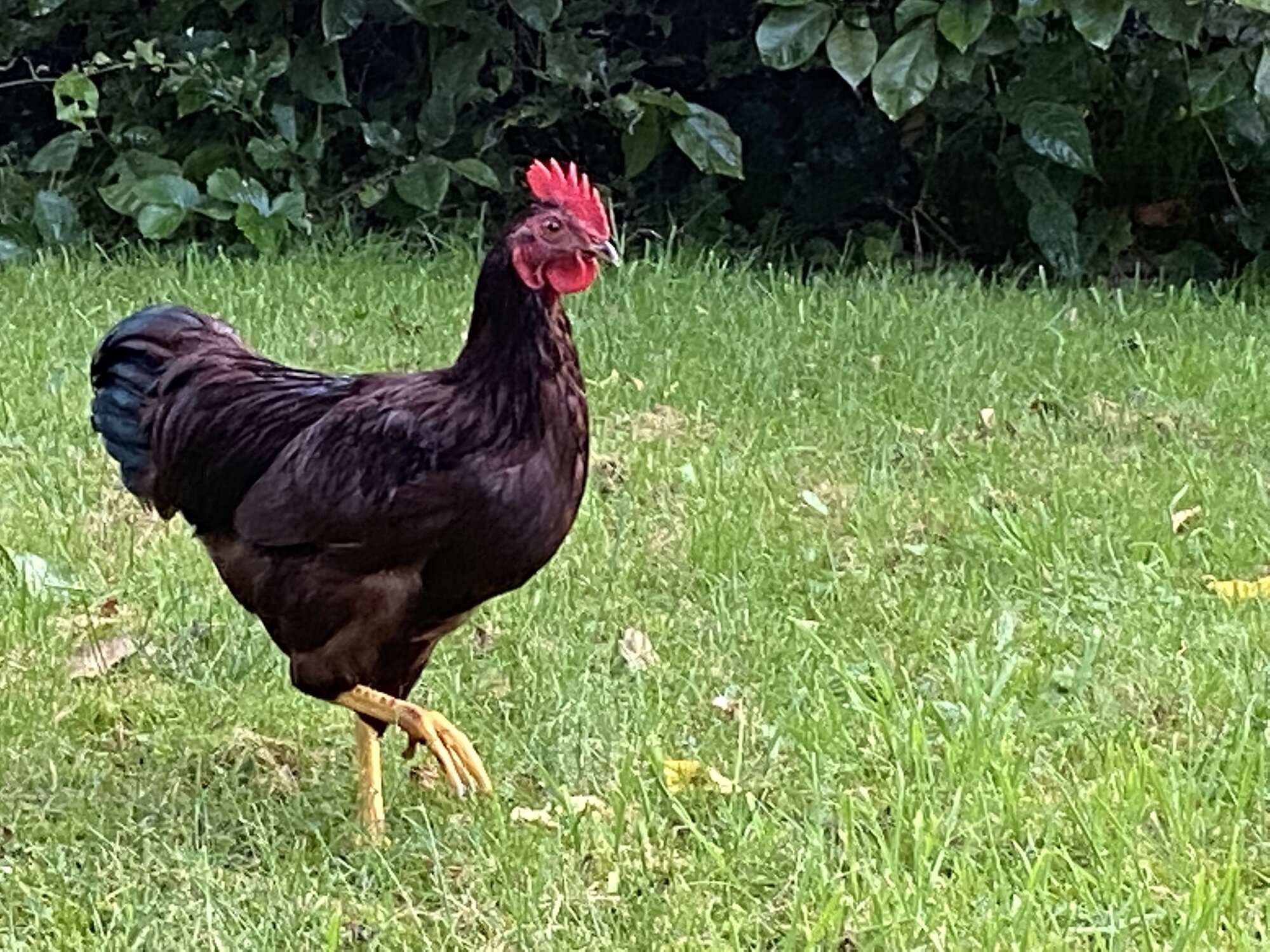 Some Poultry Are Red, Some Are Blue, But Let's Not Forget, They Can Be Barred Too! 108.jpg