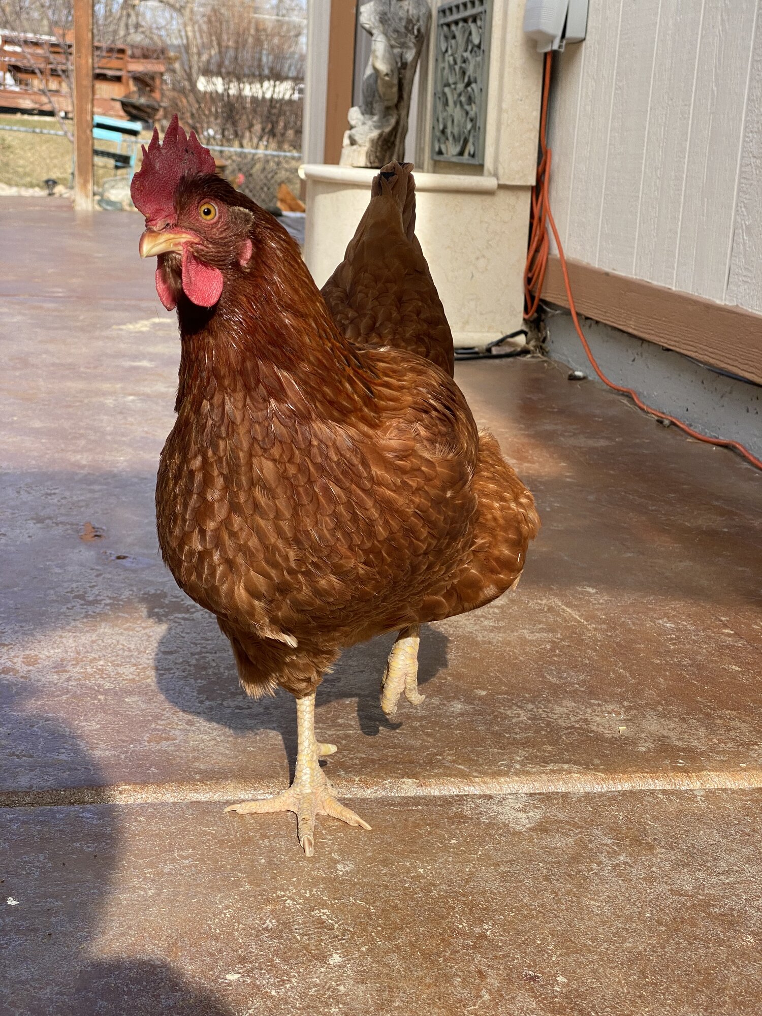 Some Poultry Are Red, Some Are Blue, But Let's Not Forget, They Can Be Barred Too! 109.jpg