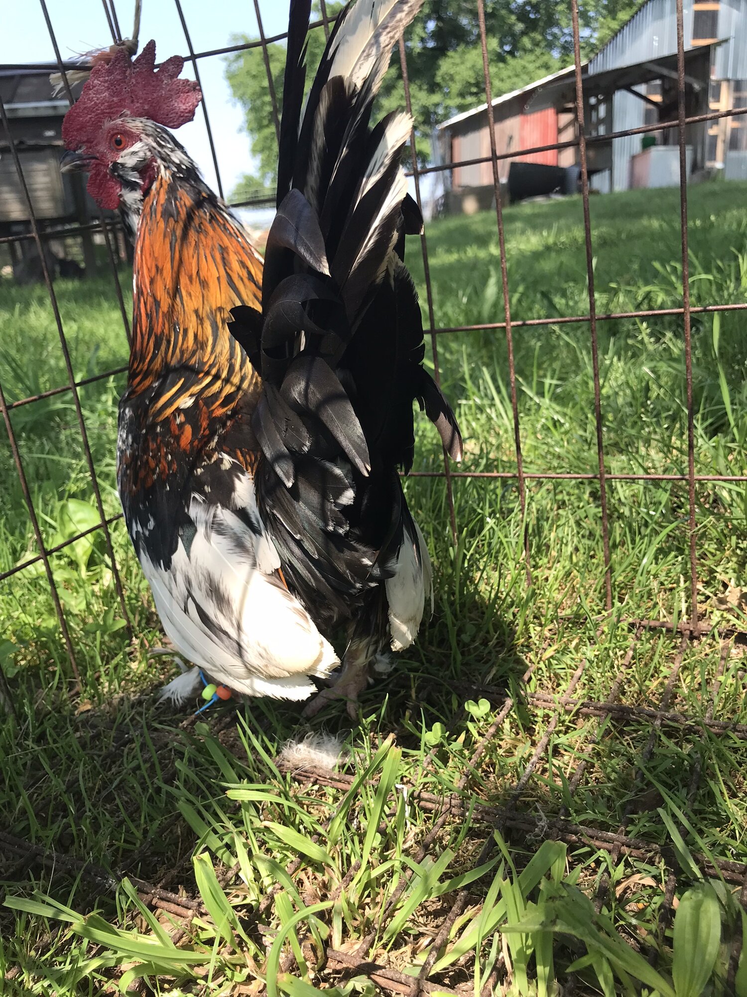 Some Poultry Are Red, Some Are Blue, But Let's Not Forget, They Can Be Barred Too! 11.jpg