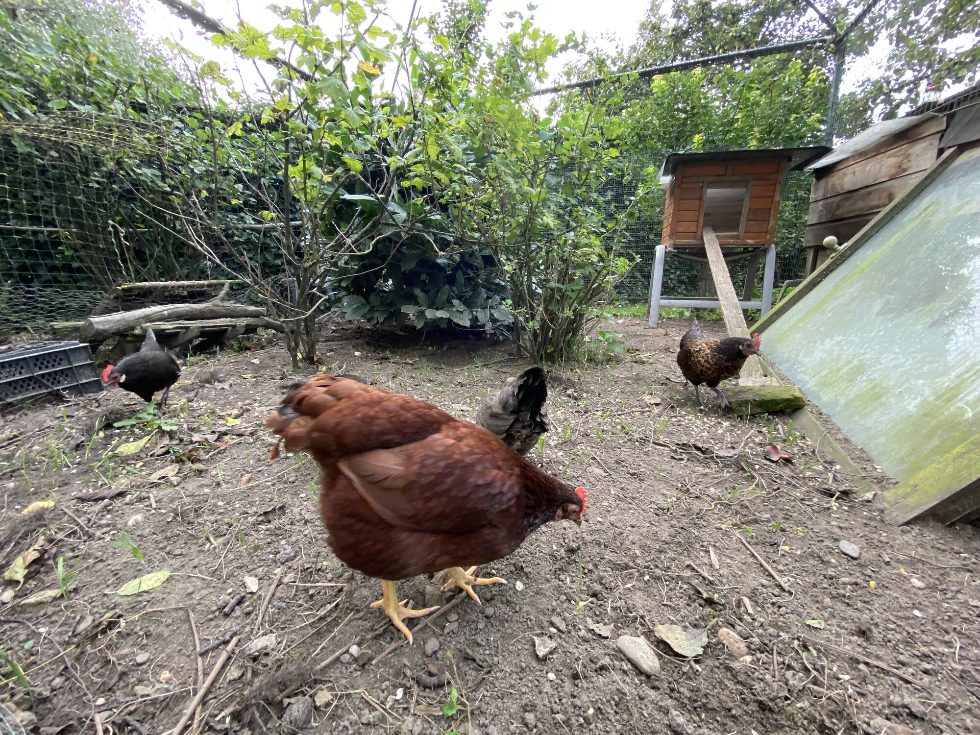 Some Poultry Are Red, Some Are Blue, But Let's Not Forget, They Can Be Barred Too! 110.jpg