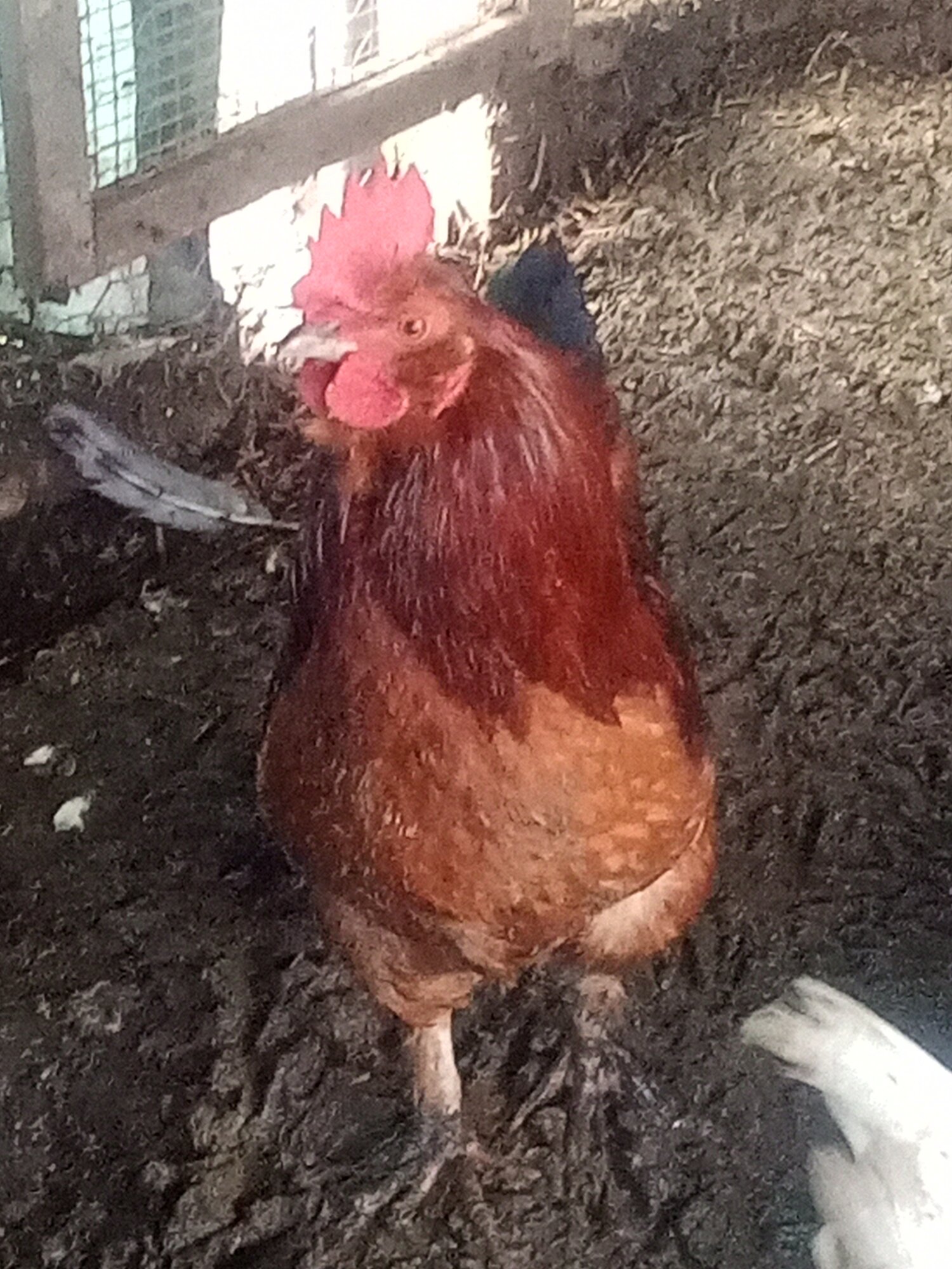 Some Poultry Are Red, Some Are Blue, But Let's Not Forget, They Can Be Barred Too! 111.jpg
