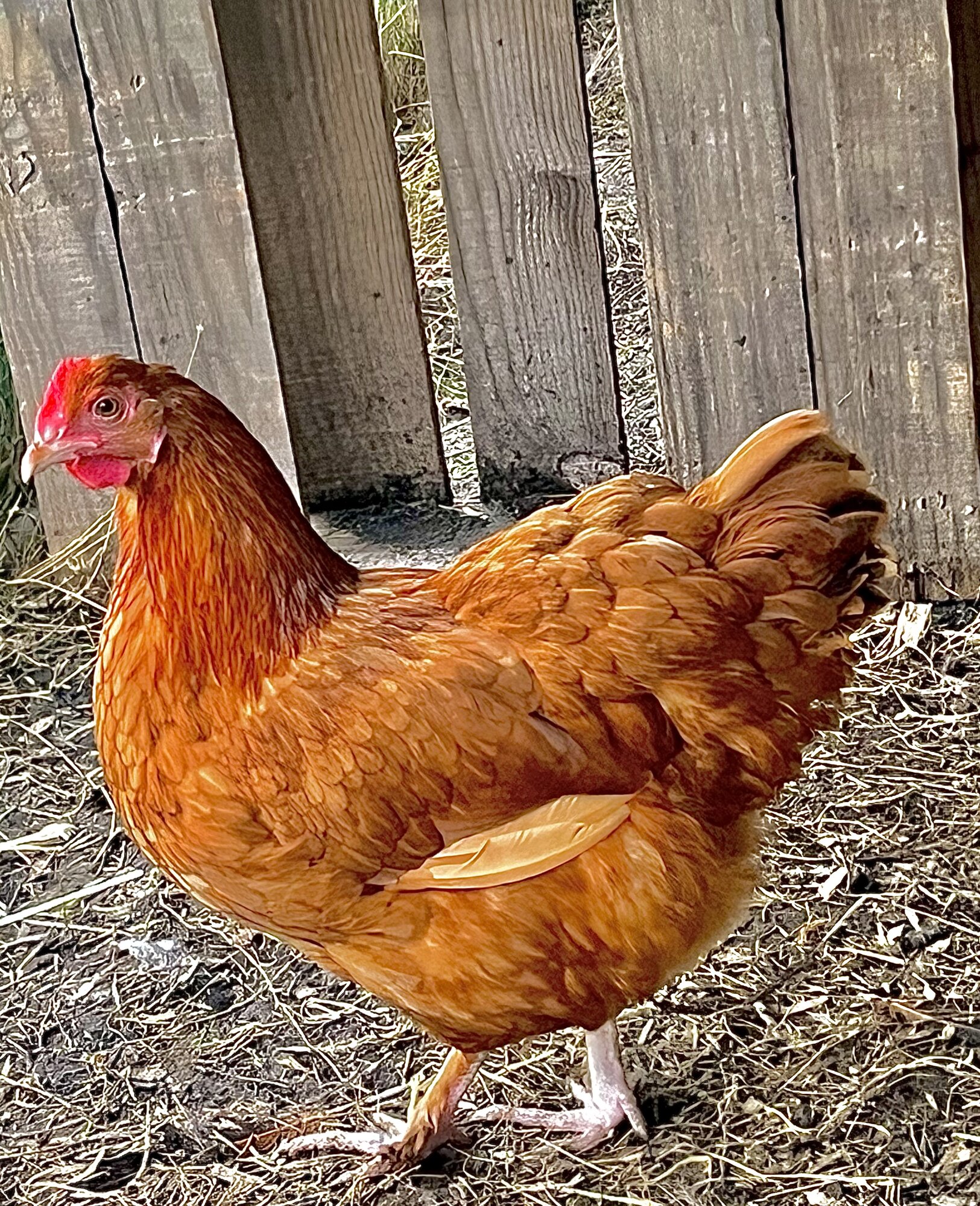 Some Poultry Are Red, Some Are Blue, But Let's Not Forget, They Can Be Barred Too! 112.jpg