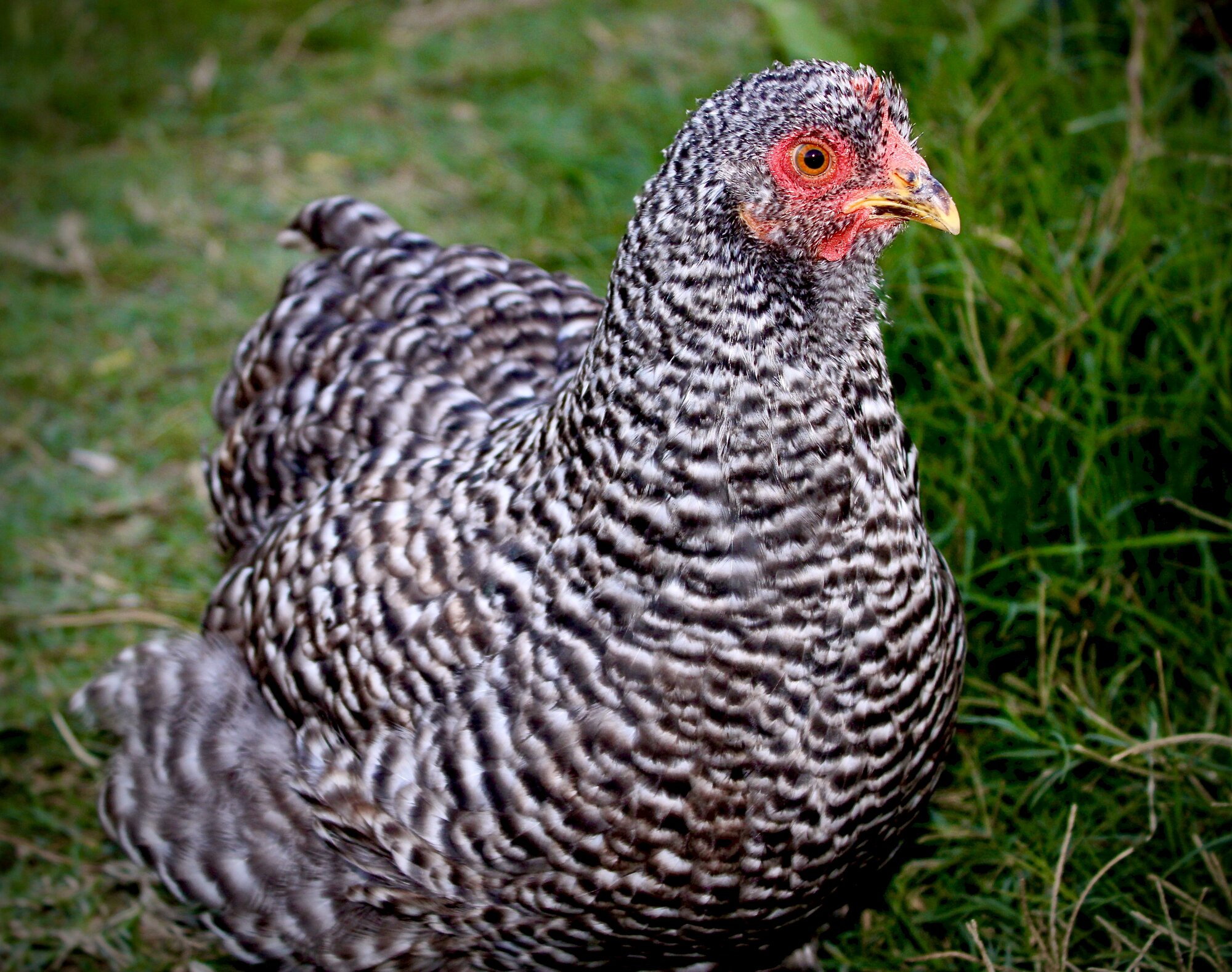 Some Poultry Are Red, Some Are Blue, But Let's Not Forget, They Can Be Barred Too! 113.jpg