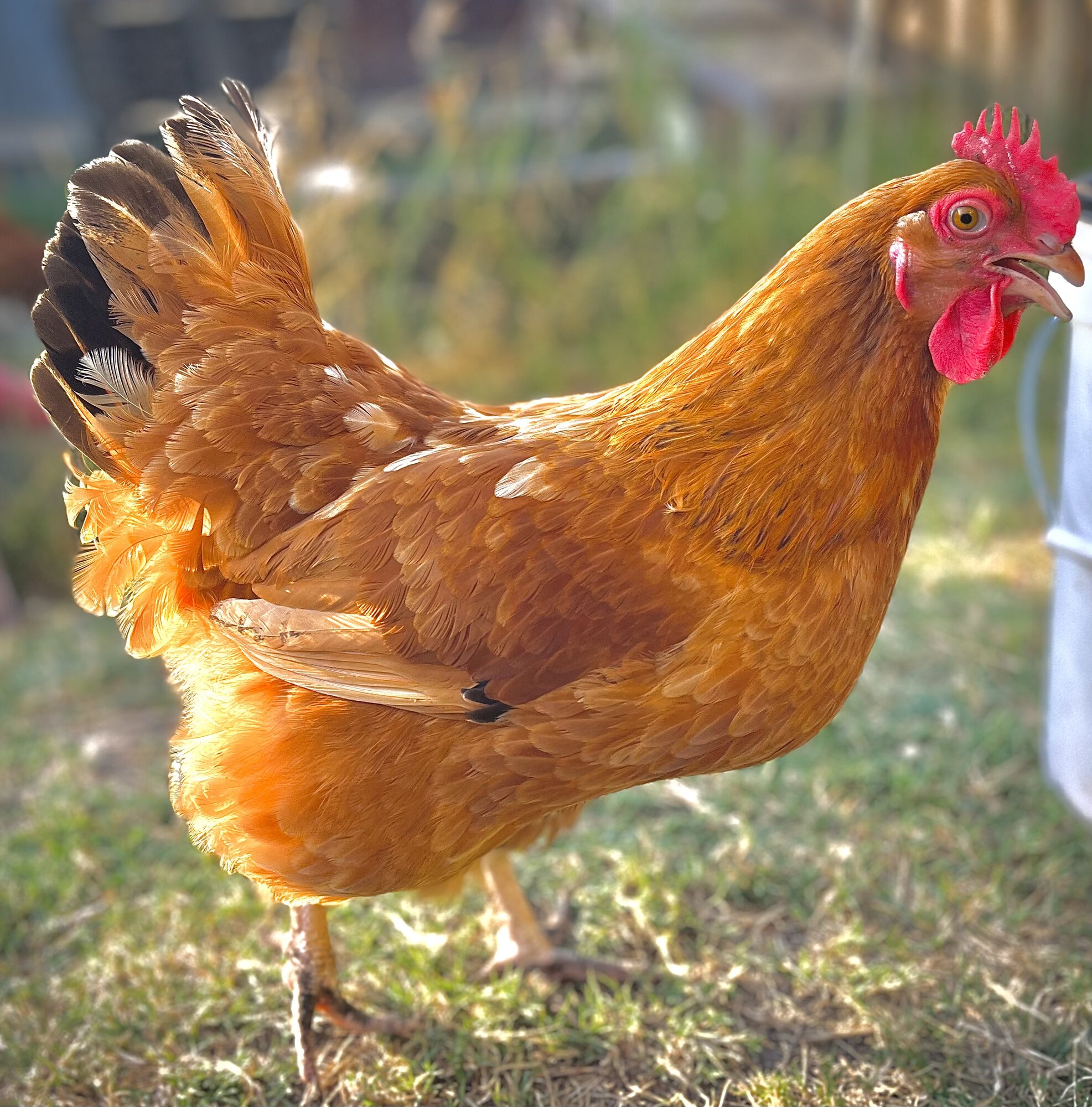 Some Poultry Are Red, Some Are Blue, But Let's Not Forget, They Can Be Barred Too! 114.jpg