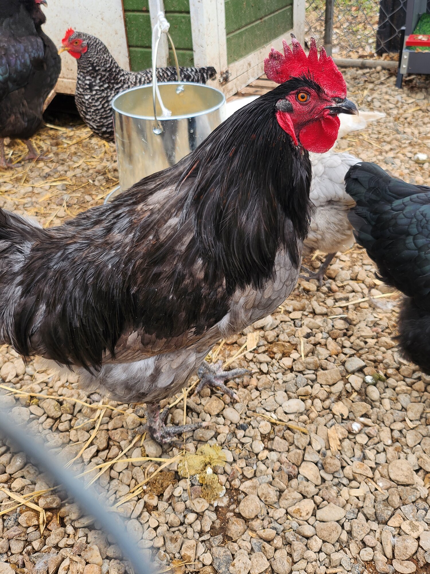 Some Poultry Are Red, Some Are Blue, But Let's Not Forget, They Can Be Barred Too! 115.jpg