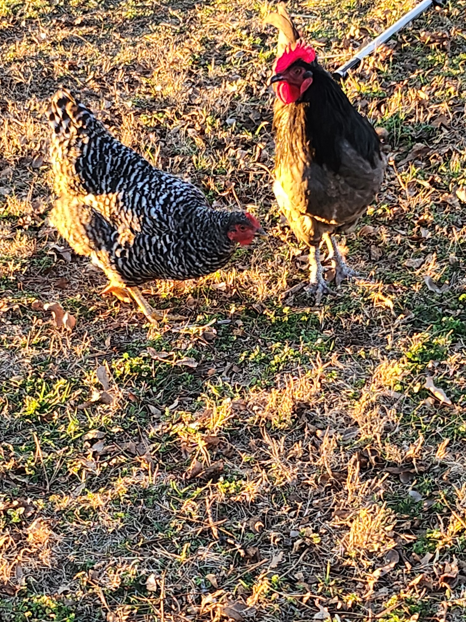 Some Poultry Are Red, Some Are Blue, But Let's Not Forget, They Can Be Barred Too! 117.jpg