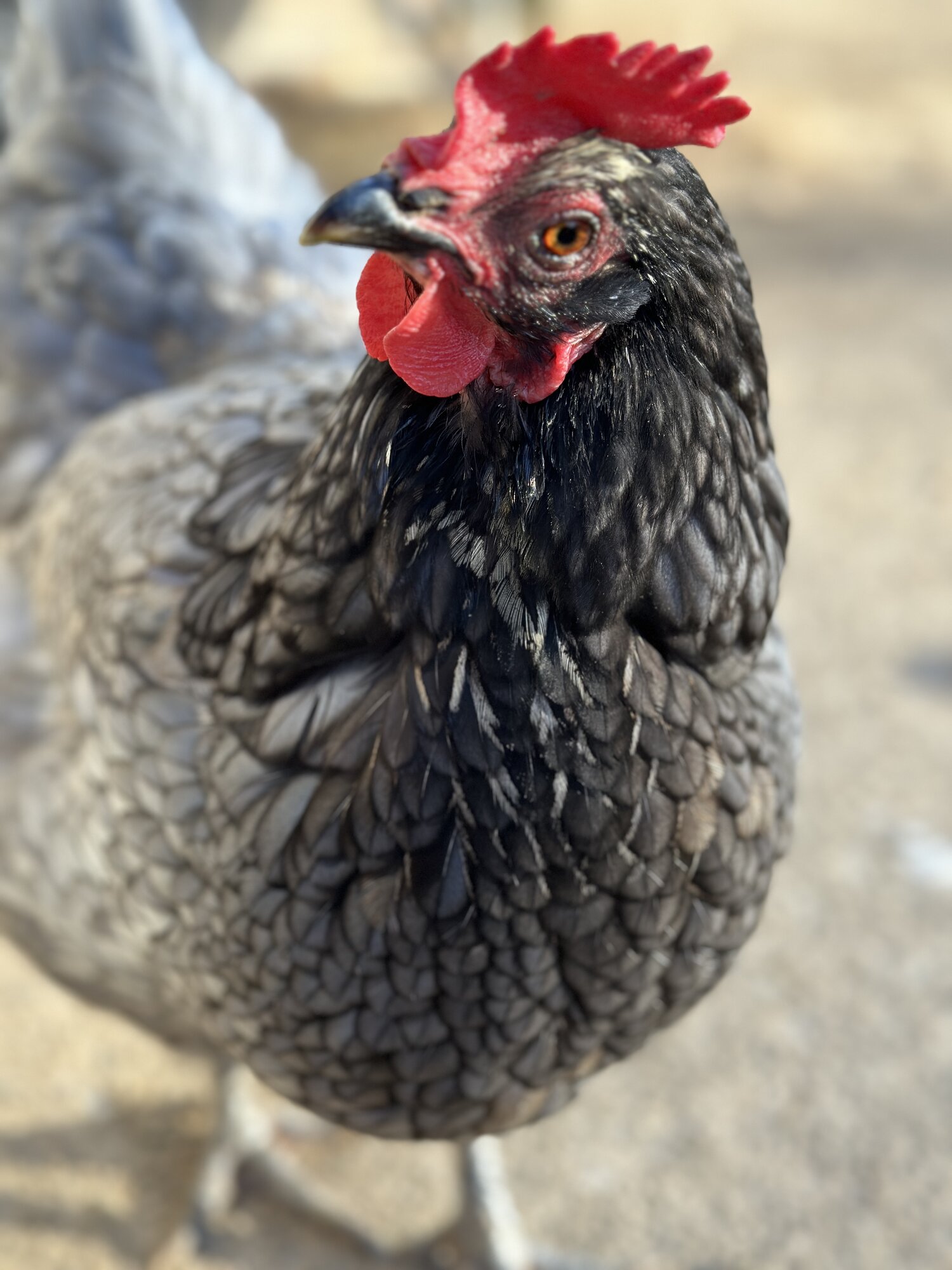 Some Poultry Are Red, Some Are Blue, But Let's Not Forget, They Can Be Barred Too! 119.jpg