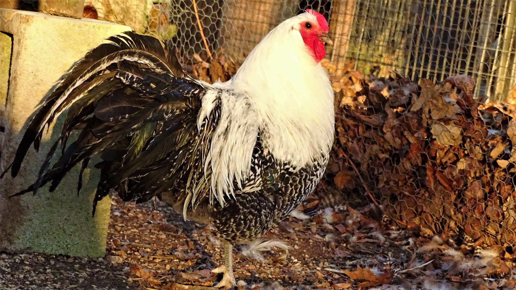 Some Poultry Are Red, Some Are Blue, But Let's Not Forget, They Can Be Barred Too! 12.jpg